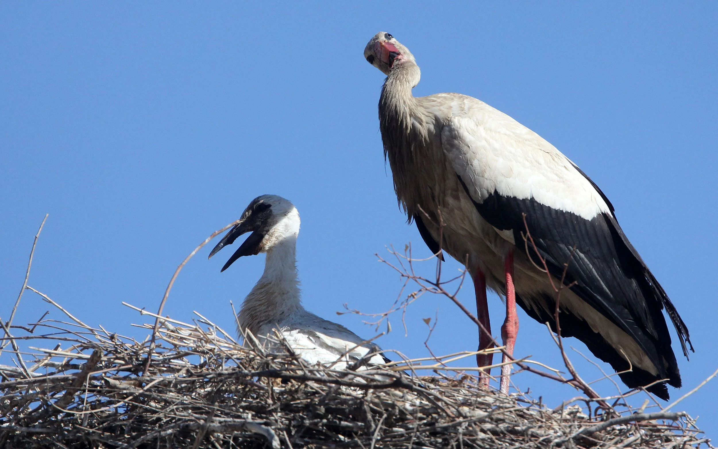STORK - WHITE STORK - Ciconia ciconia - FEIJIA NATIONAL PARK TUNISIA (3).JPG