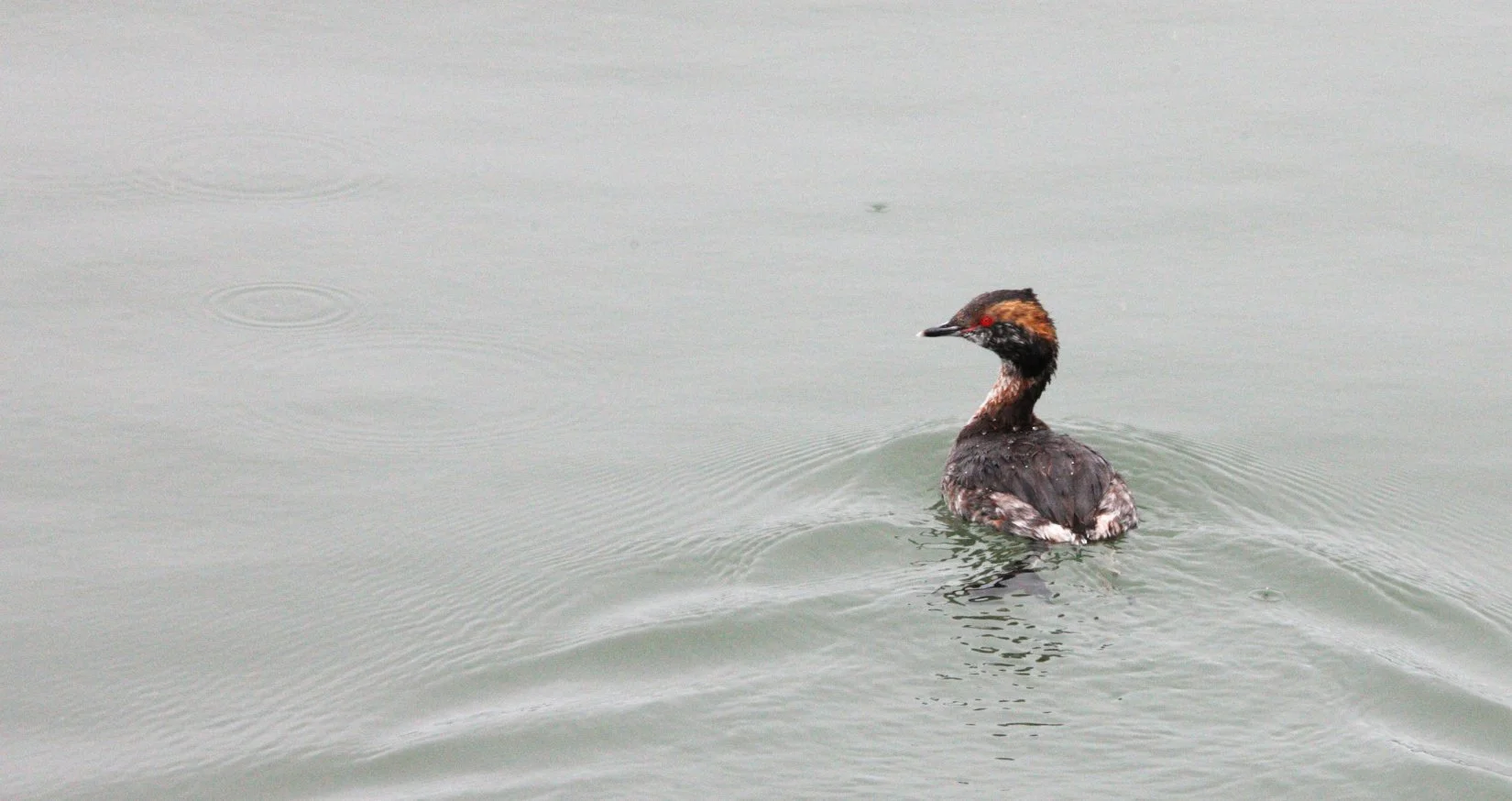 Eared Grebe (Podiceps nigricollis) Arcata Harbor California (6).JPG