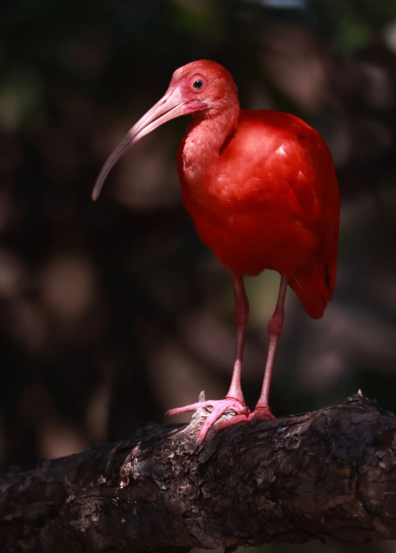 Ibis - Scarlet Ibis - Eudocimus ruber - 29 Songkaow Cafe, Chachoengsao Thailand (301).jpg