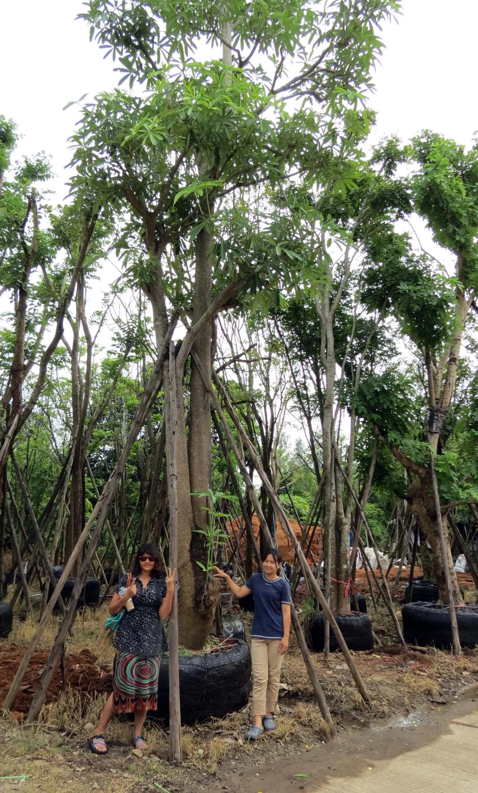 2013 Nakhon Nayok Nursery Region Khlong 15 Area (5).JPG