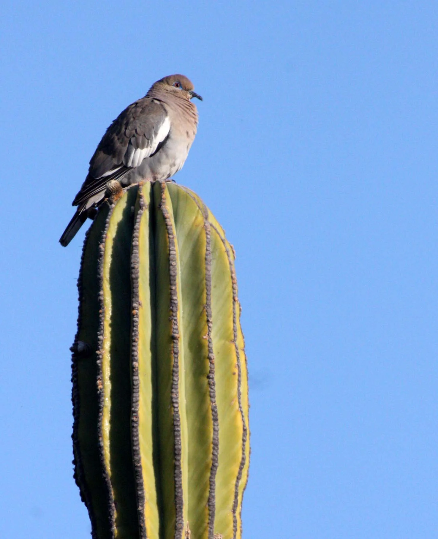 White-winged Dove (Zenaida asiatica) Isla Santa Catalina Baja Mexico (5).JPG