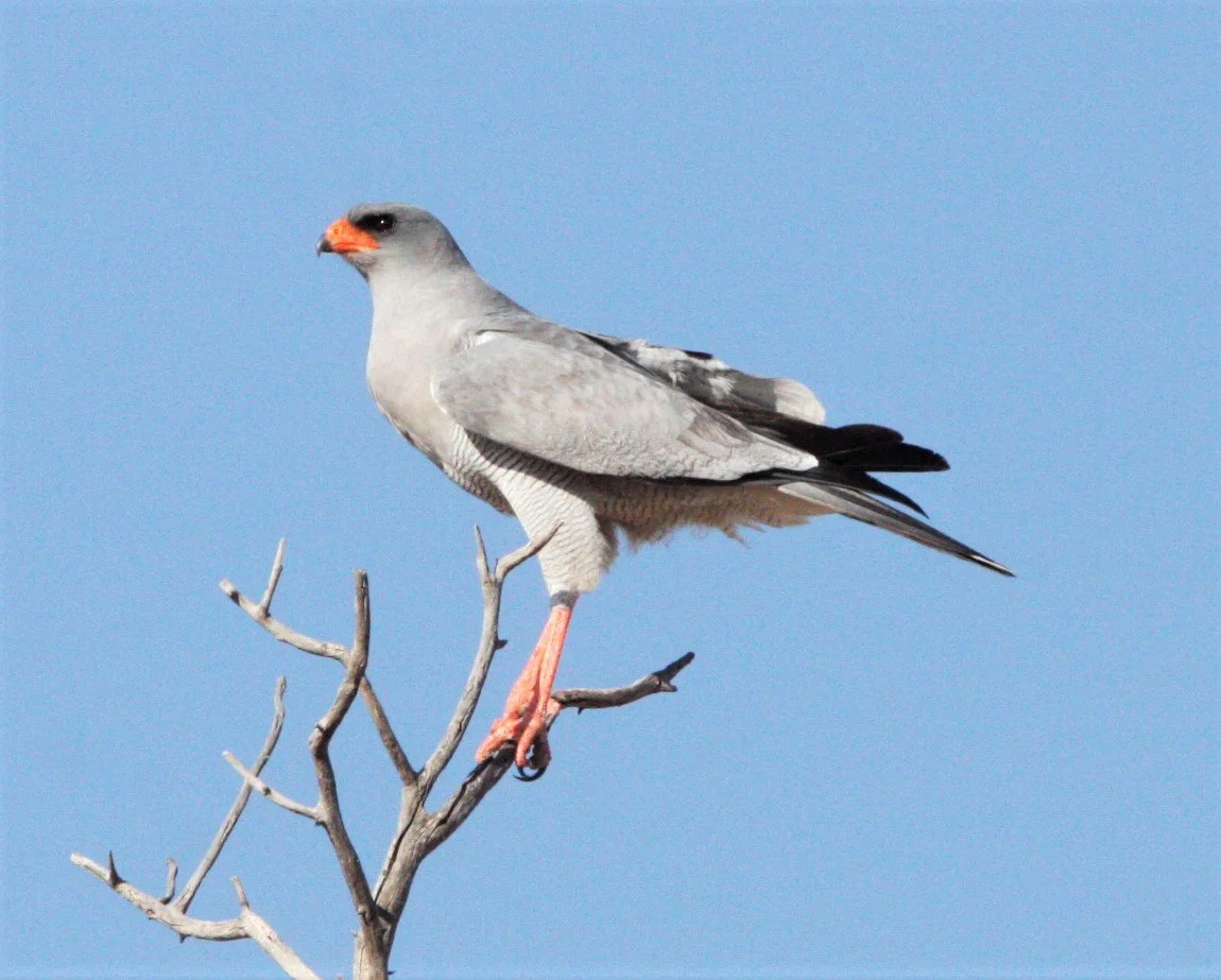 Melierax canorus - SOUTHERN PALE CHANTING GOSHAWK - MELIERAX CANORUS - KGALAGADI NATIONAL PARK SOUTH AFRICA aa1 (2).jpg