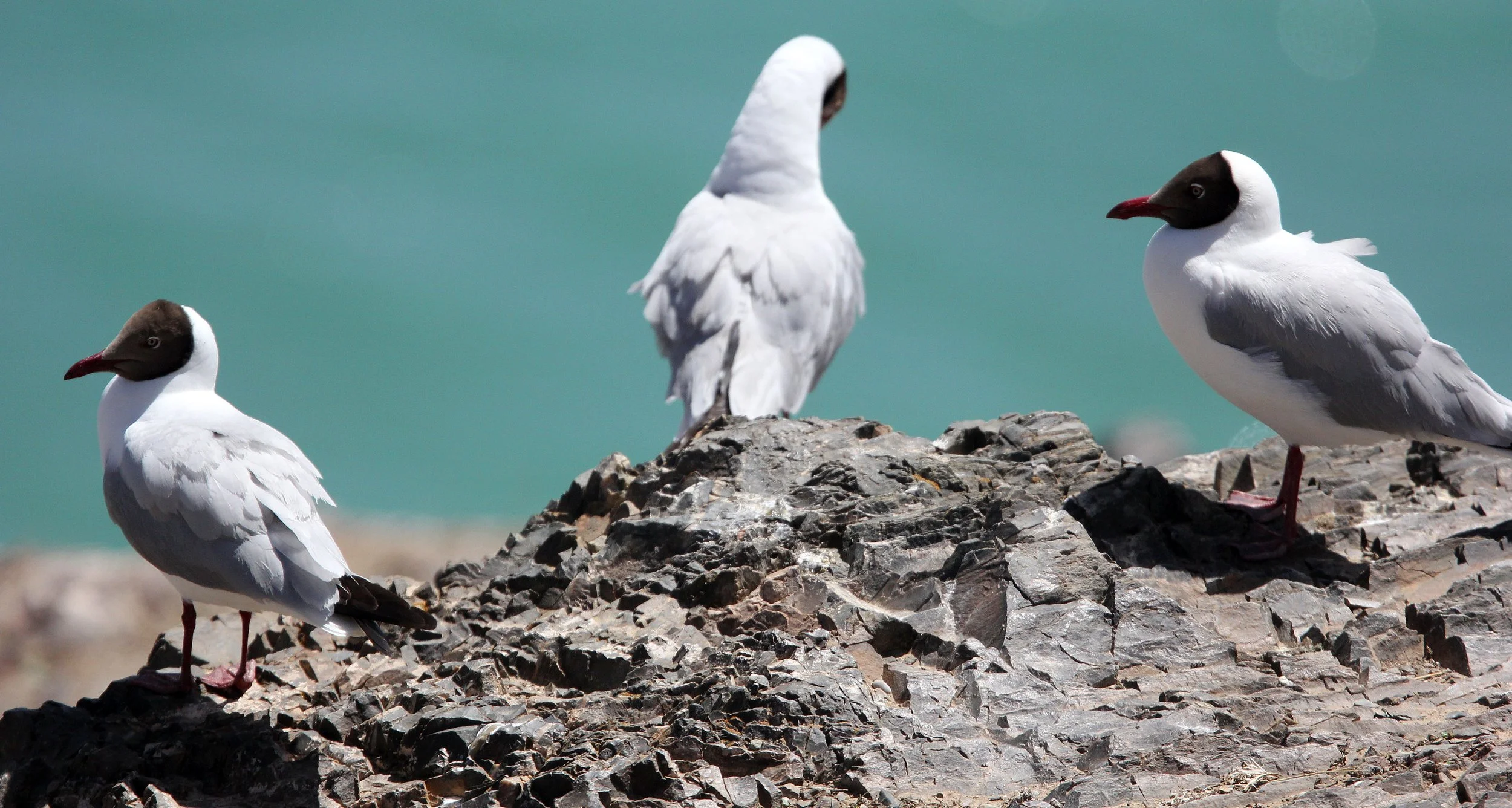 BIRD - GULL - BROWN-HEADED GULL -  QINGHAI LAKE CHINA (3).JPG