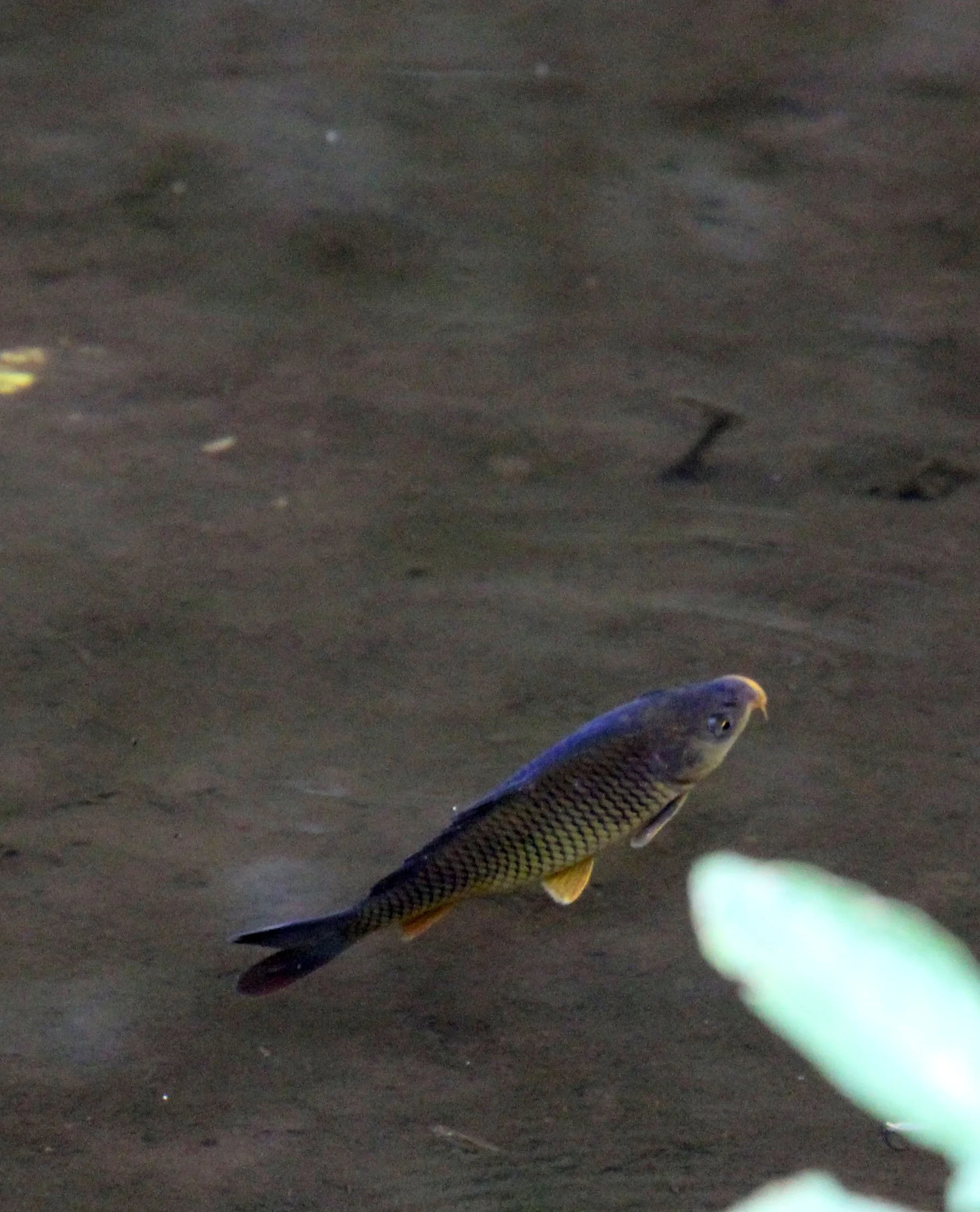 HALIMUN NATIONAL PARK JAVA BARAT INDONESIA.JPG