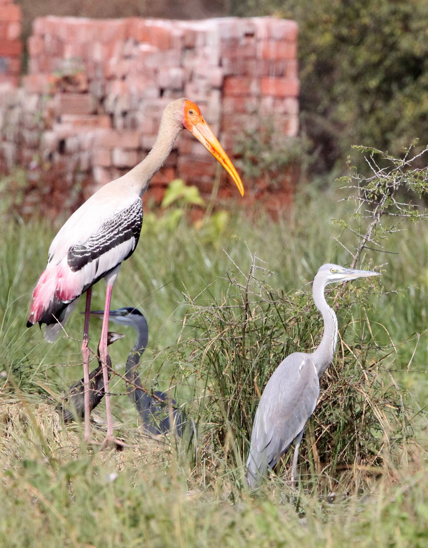 HERON - GREY HERON - Ardea cinerea - PAINTED STORK WITH GREAT EGRET - NEAR AHMEDABAD GUJARAT INDIA (3).JPG