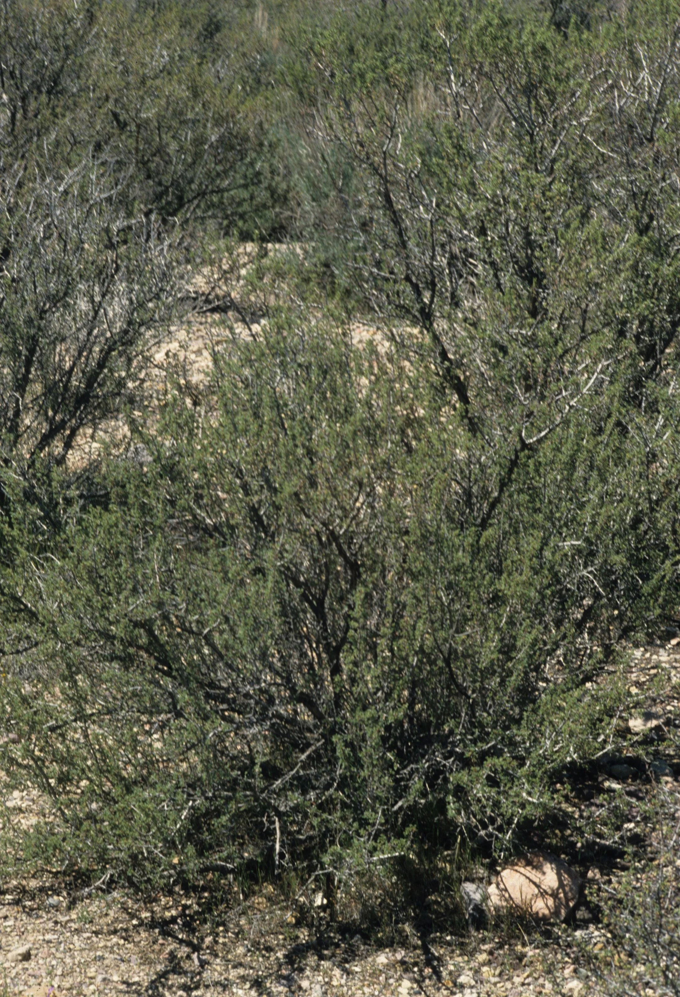 DEATH VALLEY - CEROCARPUS LEDIFOLIUS - CURLLEAF MOUNTAIN MAHOGANY A.jpg