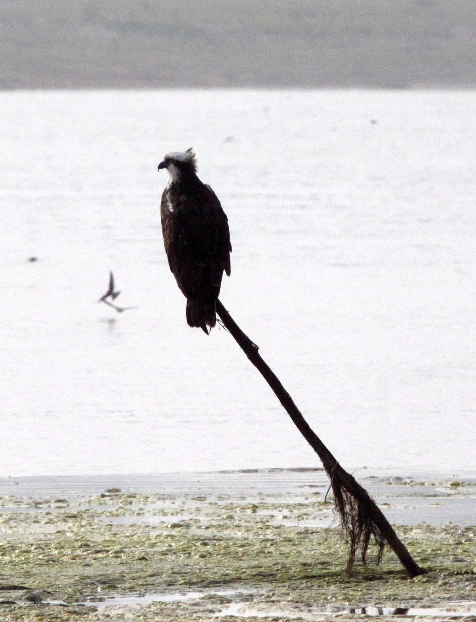 Pandion haliaetus - OSPREY - CHAMBAL RIVER SANCTUARY INDIA (15).JPG