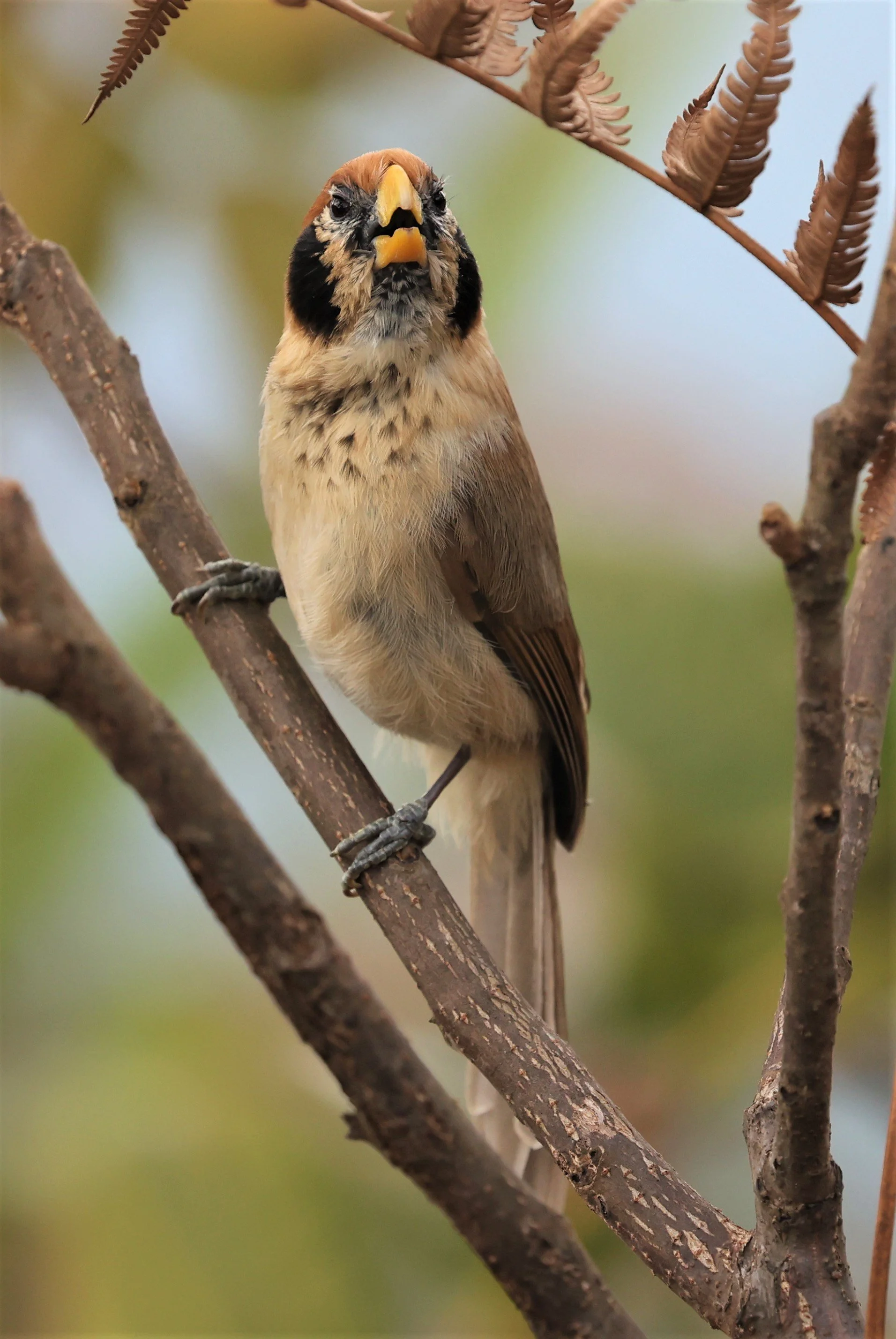 PARROTBILL - SPOT-BREASTED PARROTBILL - Paradoxornis guttaticollis - DOI LANG WEST, DOI PHA HOM POK NP, CHIANG MAI DEC 2021 (39).jpg