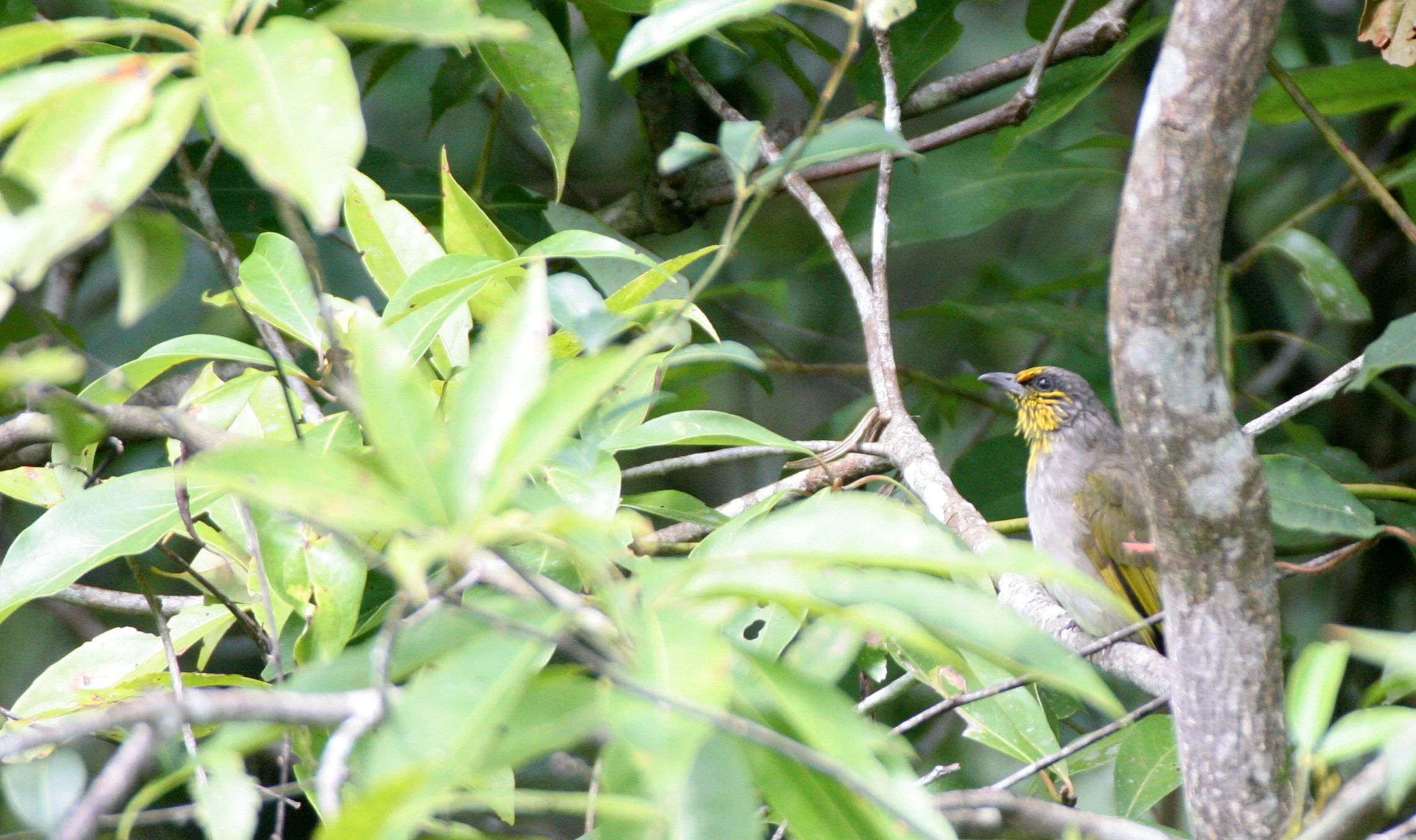 BULBUL - STRIPE-THROATED BULBUL - Pycnonotus finlaysoni -  KAENG KRACHAN NP THAILAND (20).JPG