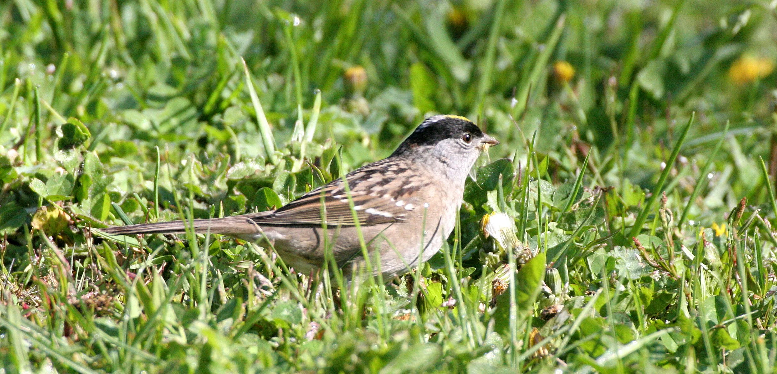 Gold-crowned Sparrow ((Zonotrichia atricapilla) Lake Farm Woods Washington (2).JPG