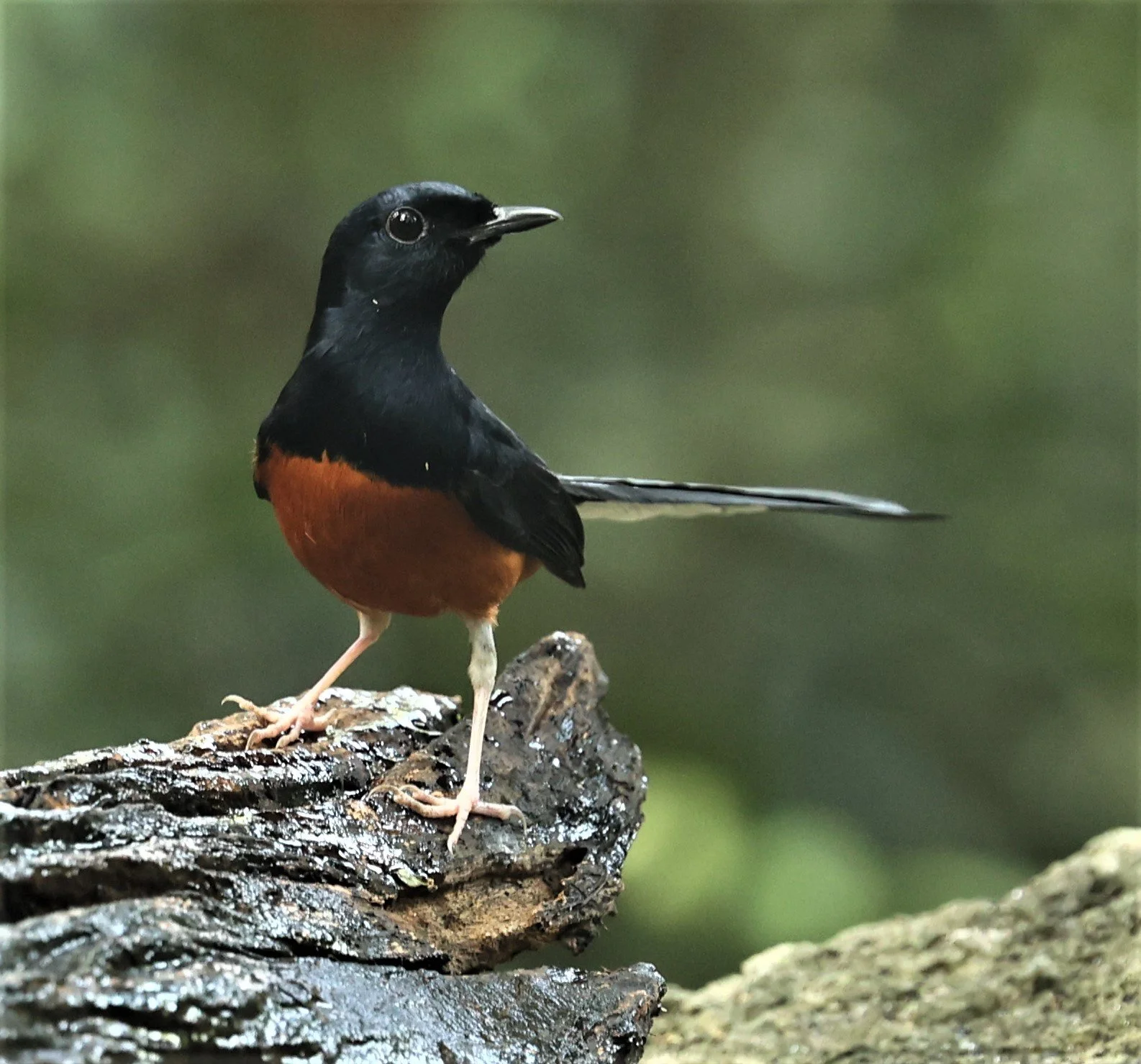 SHAMA - WHITE-RUMPED SHAMA - Copsychus malabaricus - WAT THAM PRATHUN CHONBURI OCT 2022.jpg