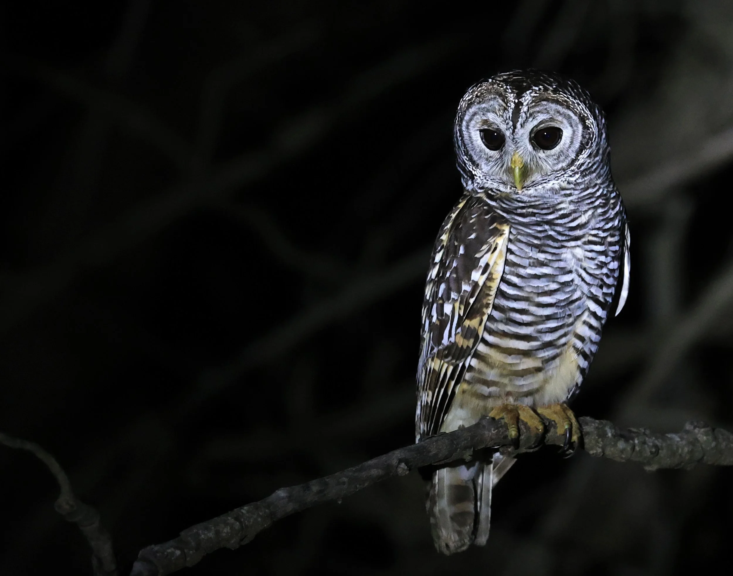 Chaco Owl (Strix chacoensis) Reserva Nueland  Selva Serena (14).jpg