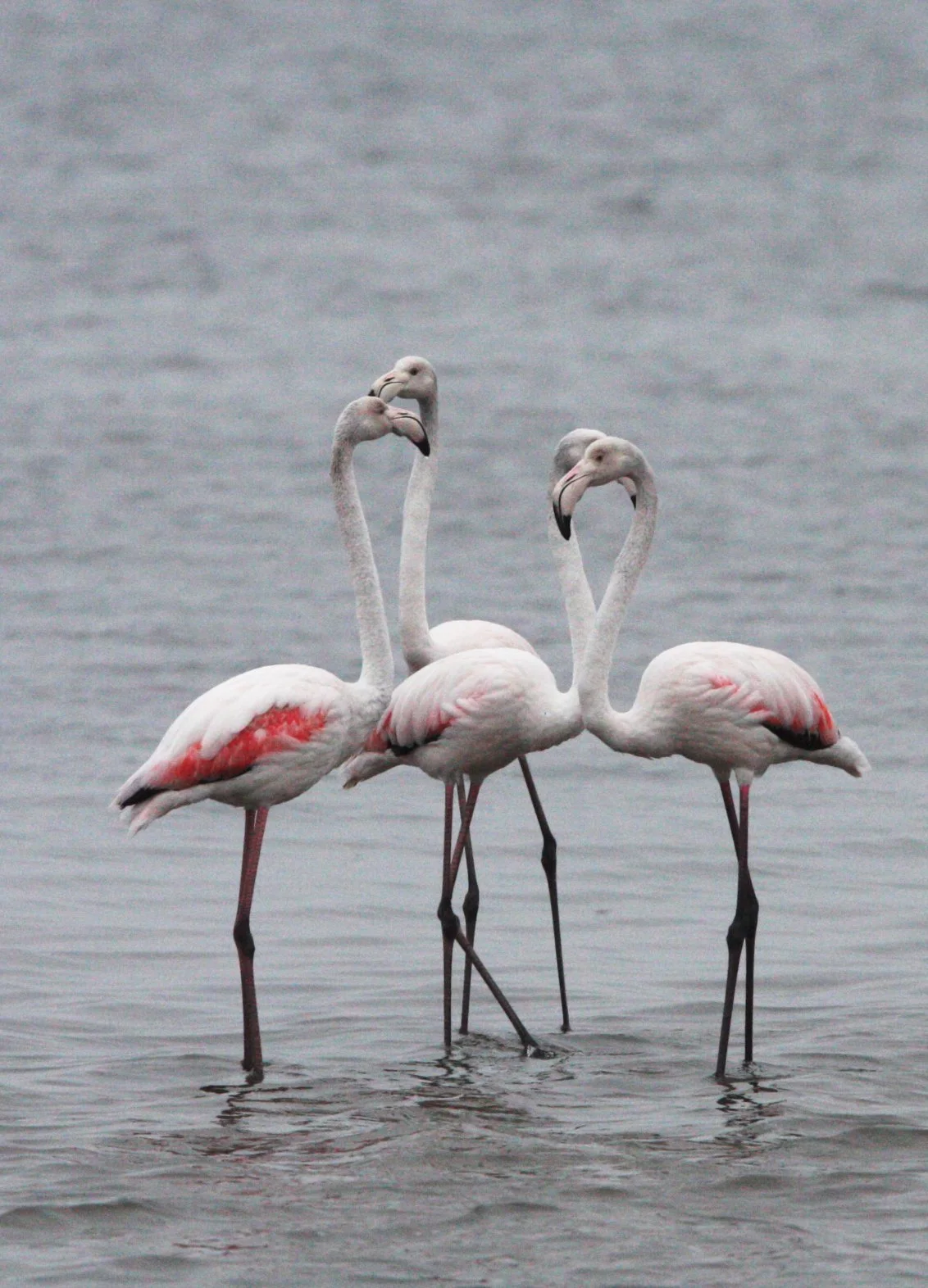 Phoenicopterus roseus - Greater Flamingo - Walvis Bay Namibia (7).JPG