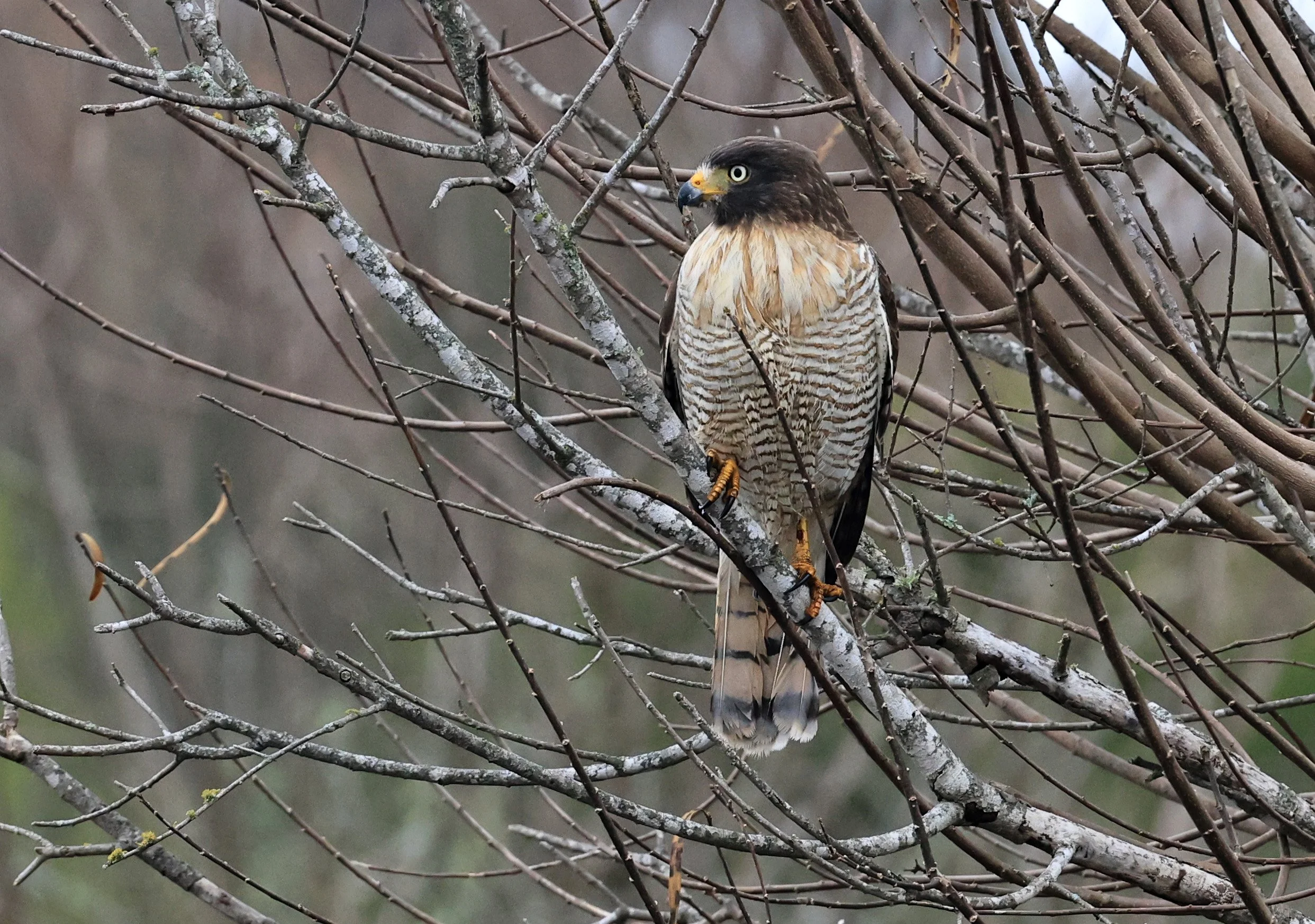 Roadside Hawk (Rupornis magnirostris) El Palmar National Park, Entre Rios, Argentina (22).jpg