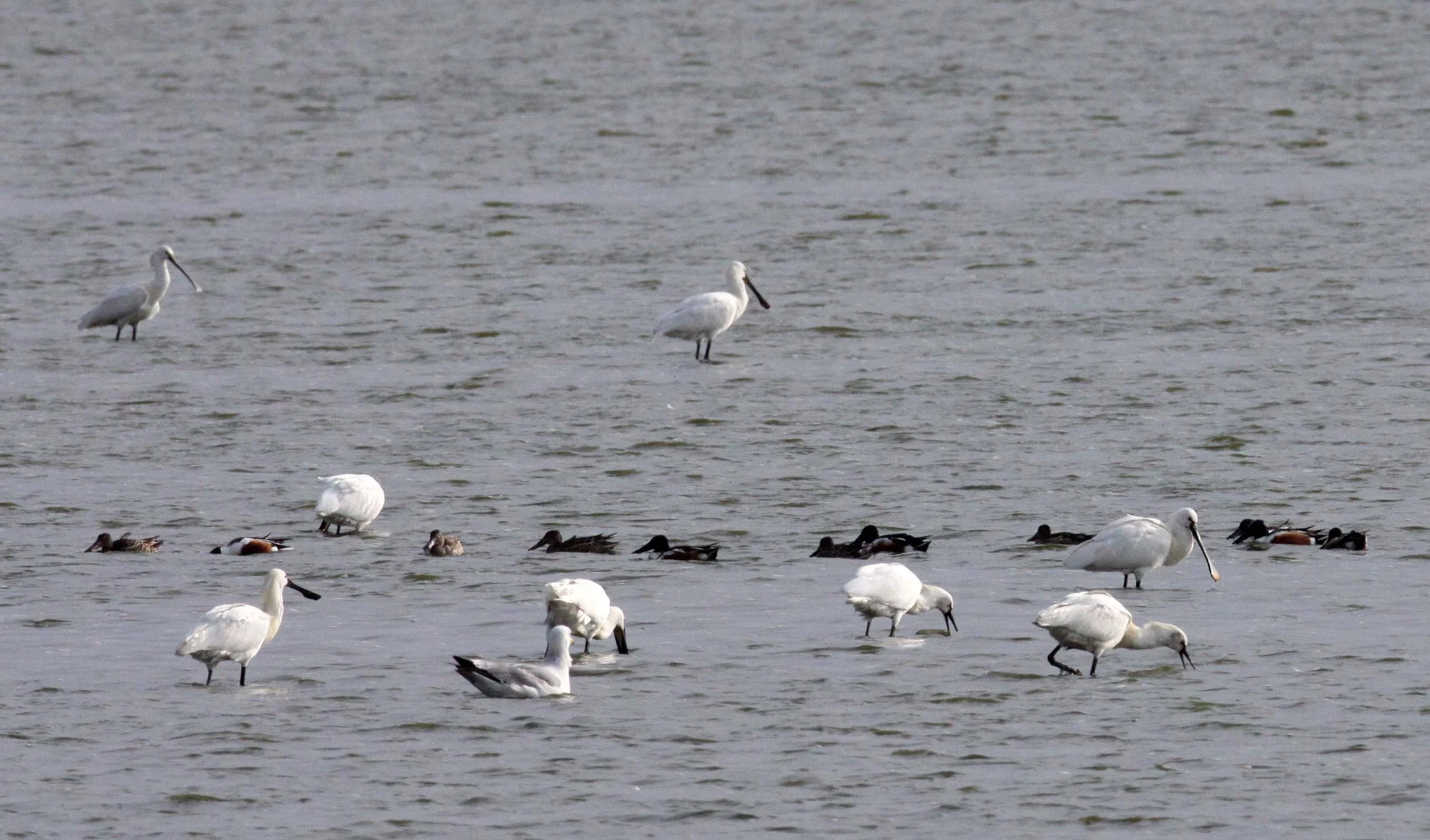SPOONBILL - EURASIAN SPOONBILL - Platalea leucorodia - YANCHENG CHINA (11).JPG