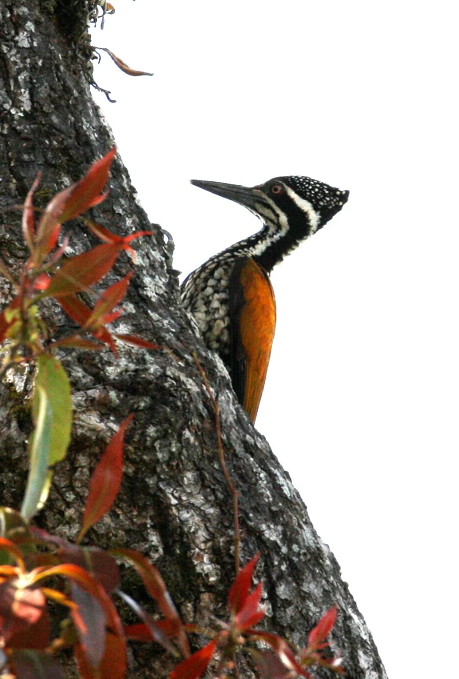 WOODPECKER - GREATER FLAMEBACK - Chrysocolaptes lucidus - KAENG KRACHAN NP THAILAND (16).JPG