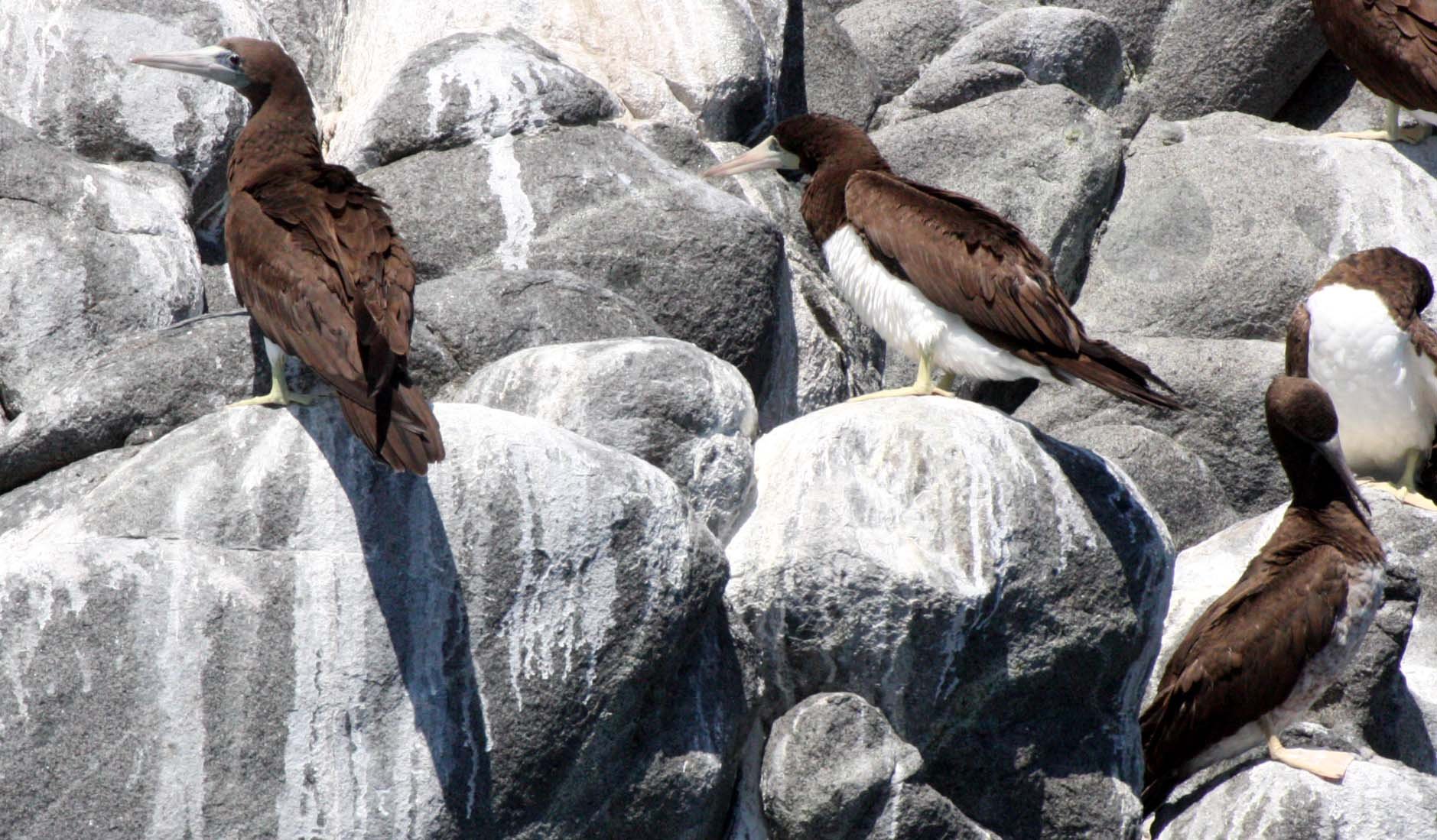 Brown Booby (Sula leucogaster) Santa Catalina Island Baja Mexico (36).JPG