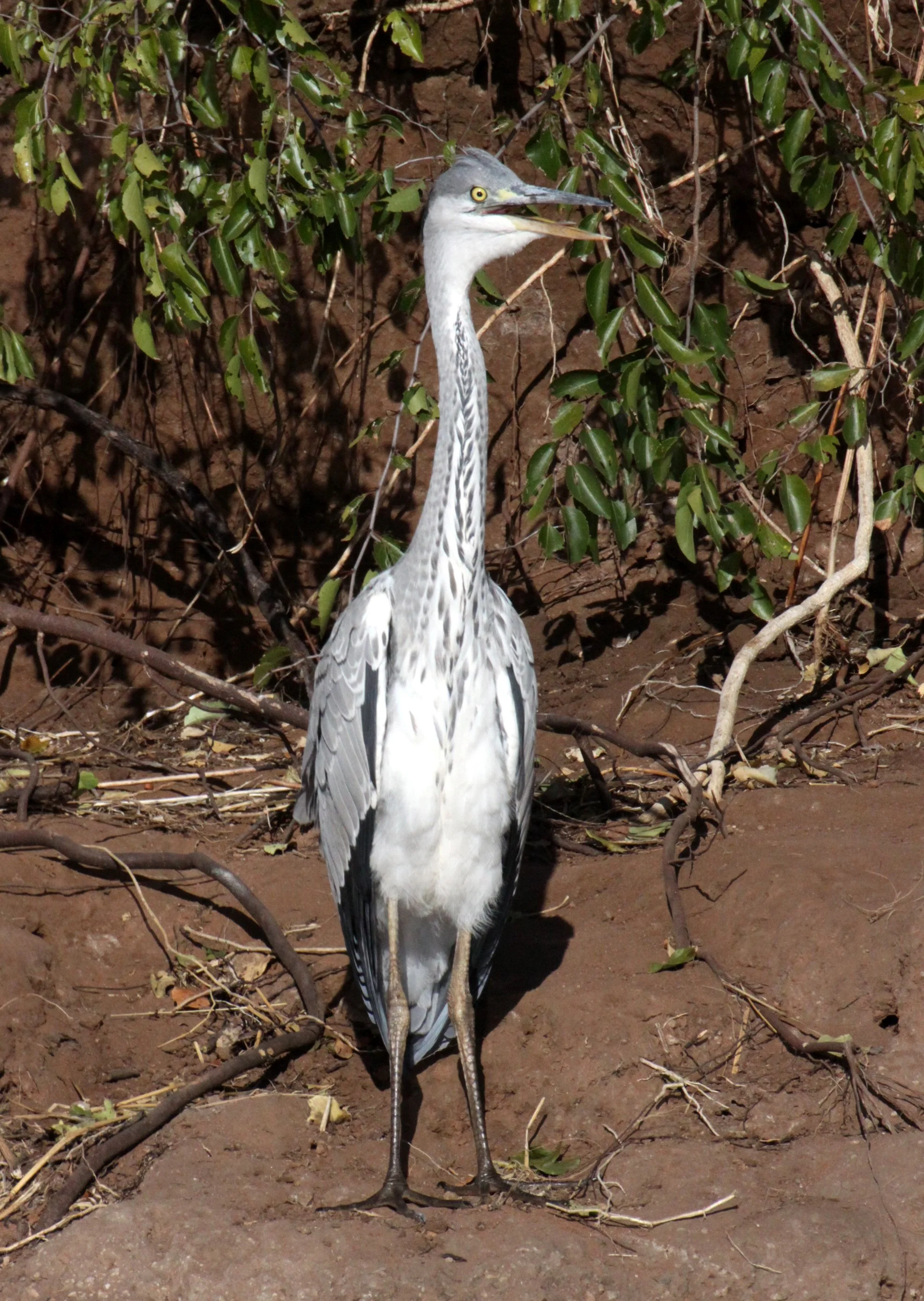 HERON - GREY HERON - Ardea cinerea - IMMATURE - CHOBE NATIONAL PARK BOTSWANA (4).JPG