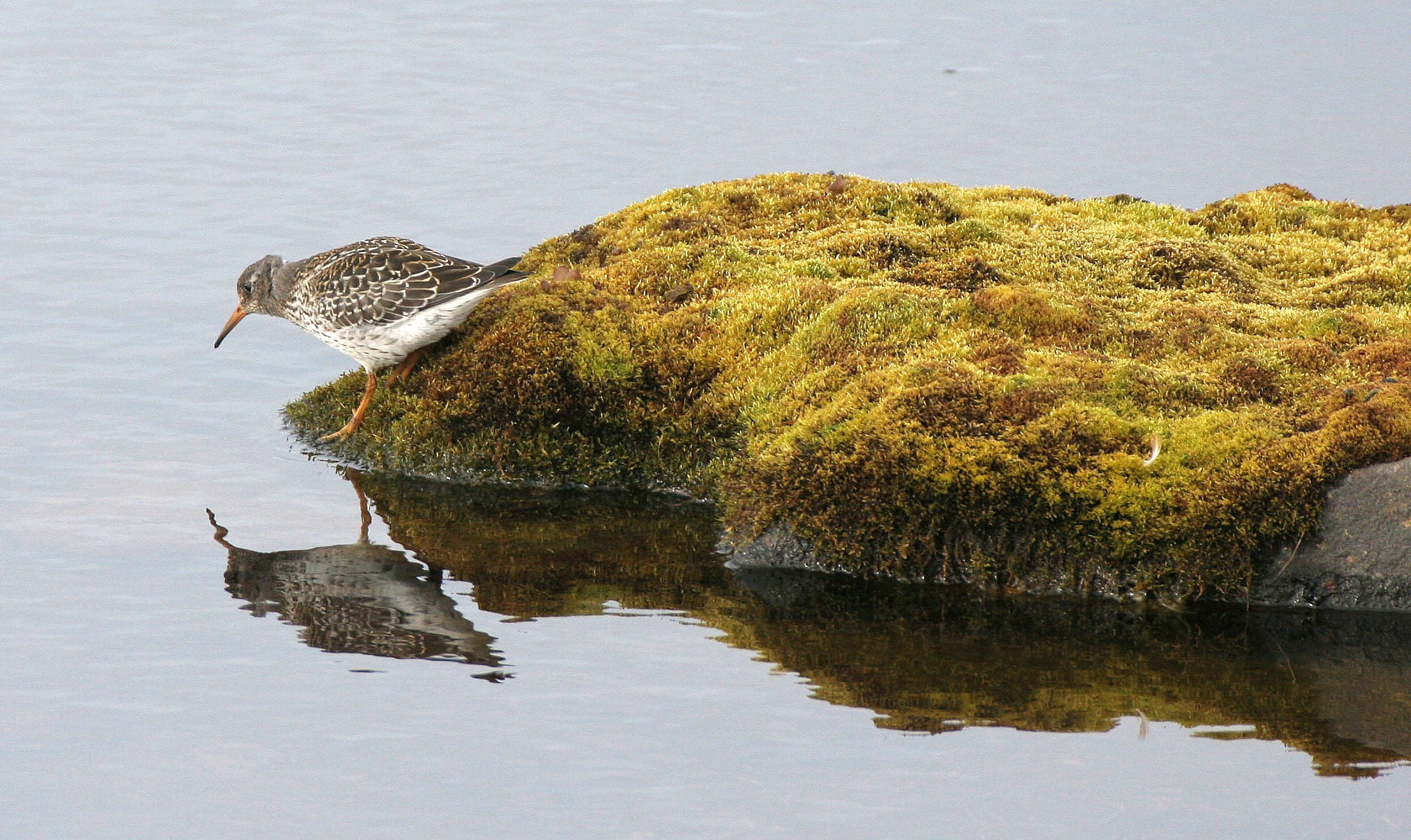 BIRD - SANDPIPER - PURPLE SANDPIPER - SVALBARD (8).jpg