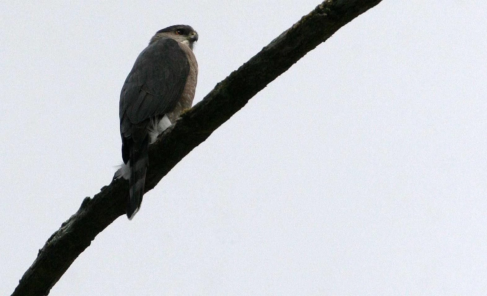 BIRD - HAWK- COOPERS HAWK - JAMESTOWN WA (17).jpg
