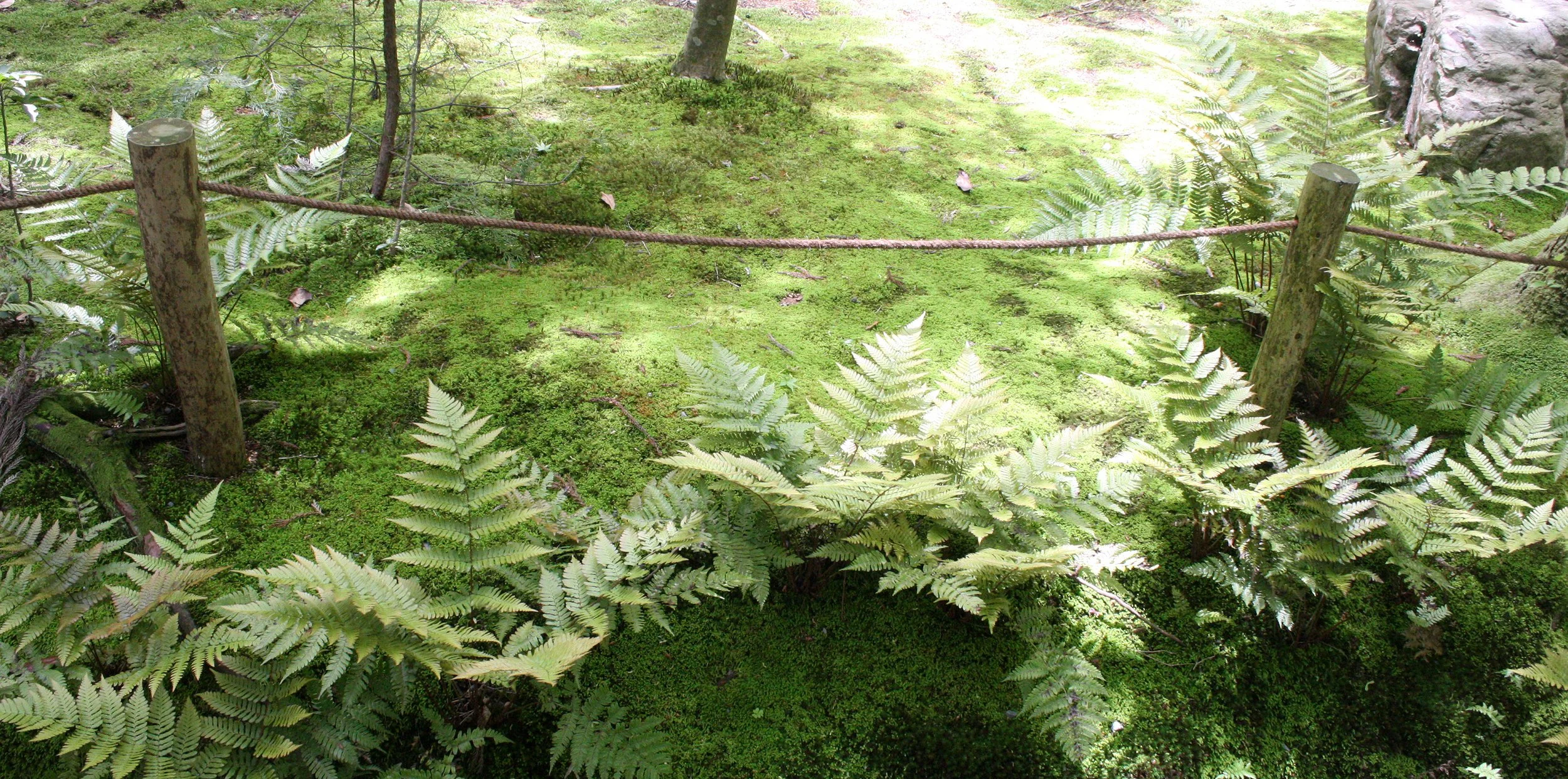 KYOTO - MAY 2009 - RYOANJI MOSS GARDENS (6).JPG