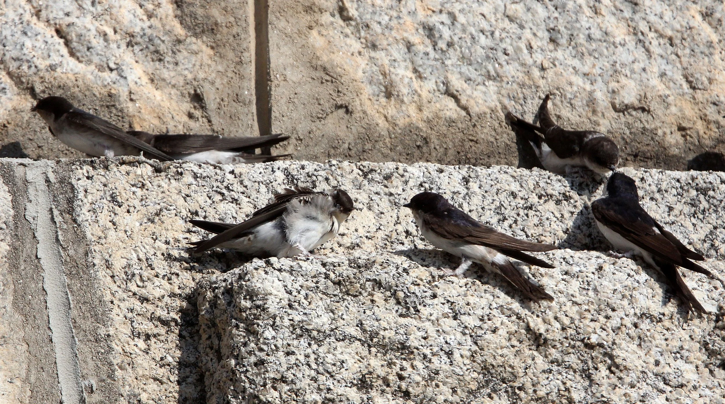 Sand Martin (Riparia riparia) Sierra de Andujar Spain (2).JPG