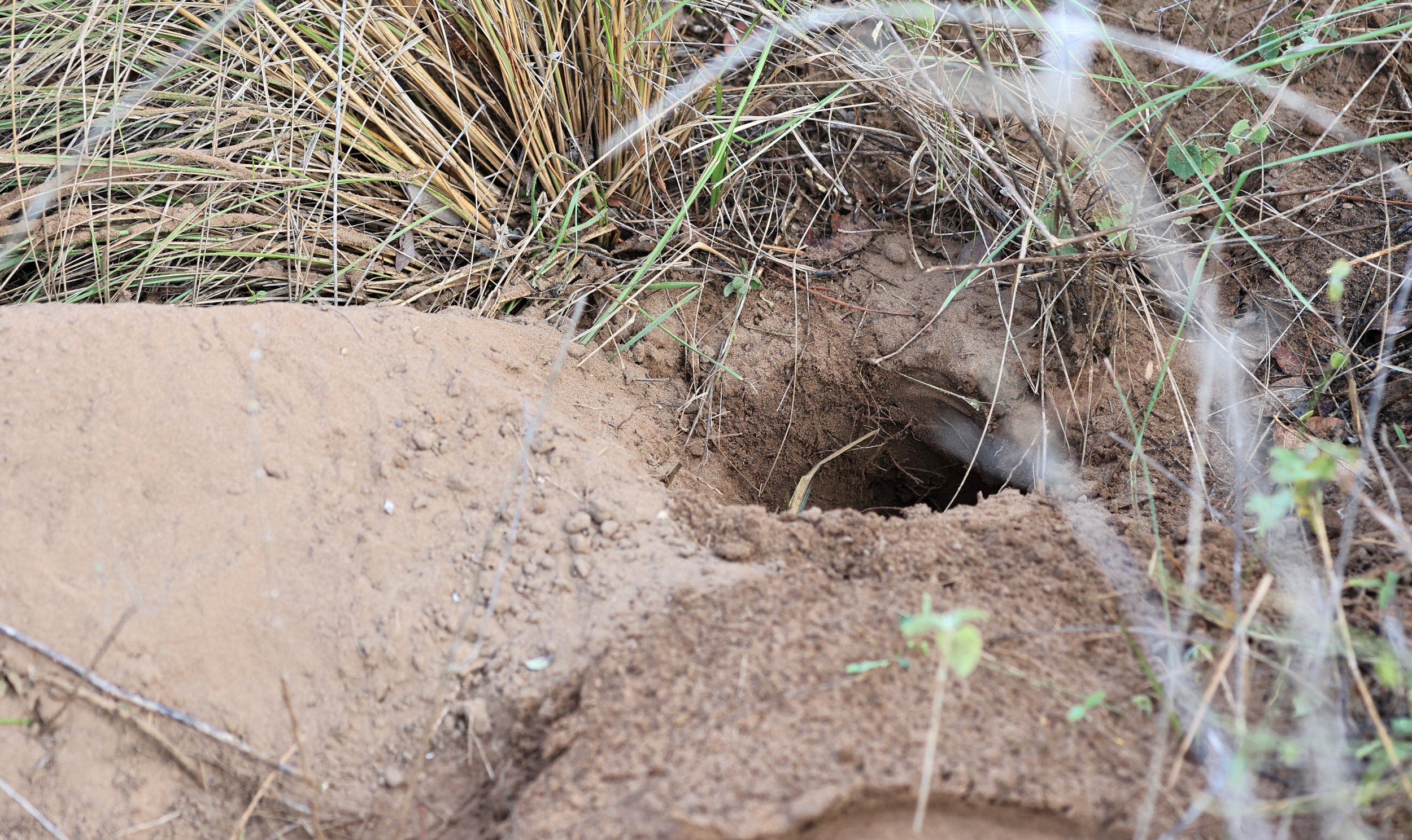 Armadillo hole