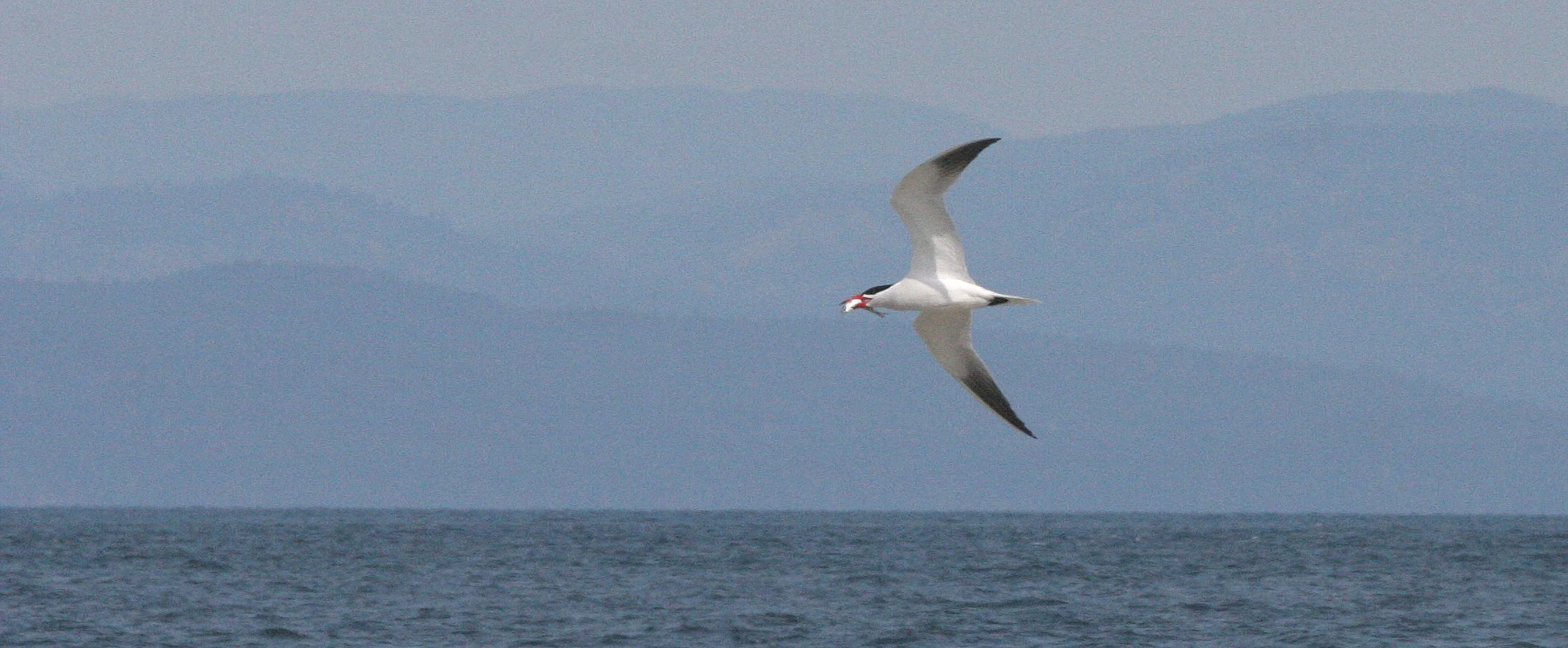 BIRD - TERN - CASPIAN TERNS - ELWHA RIVER MOUTH WA (5).JPG