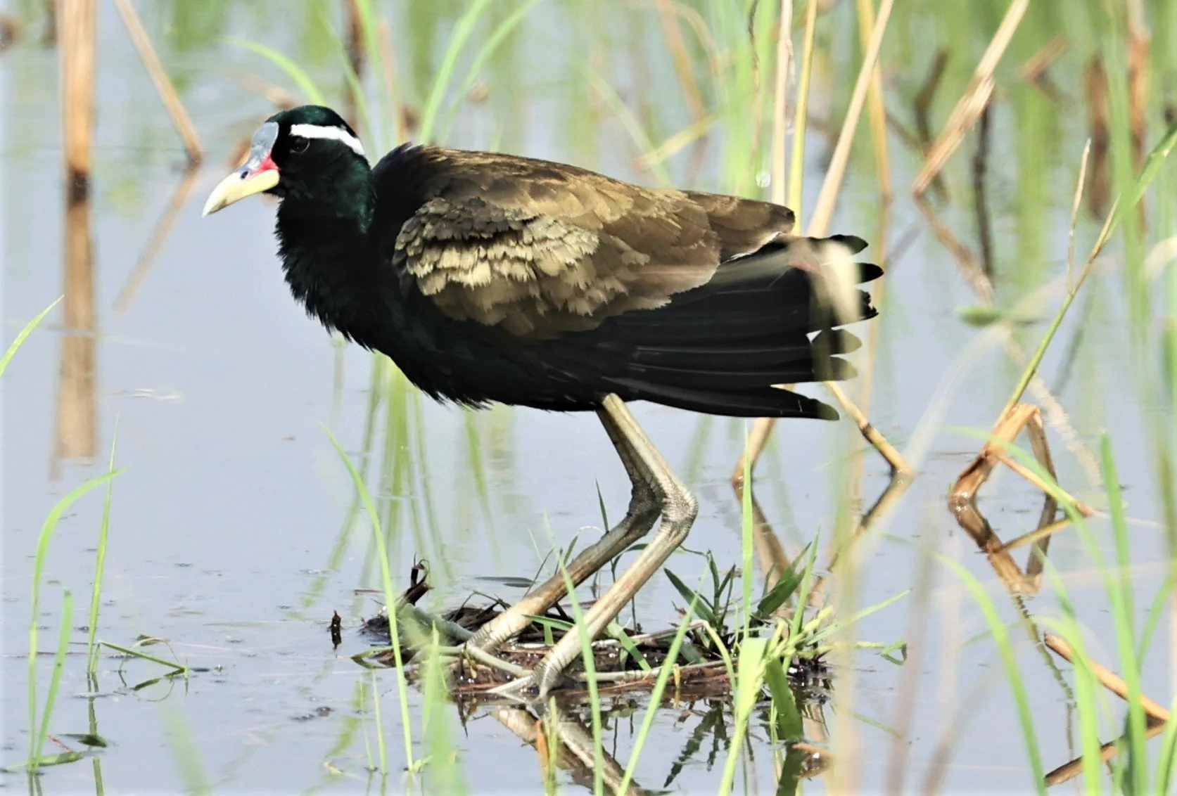 JACANA - BRONZE-WINGED JACANA - Metopidius indicus - PATHUM THANI RICE RESEARCH CENTER MAY 7 2022 (24).jpg