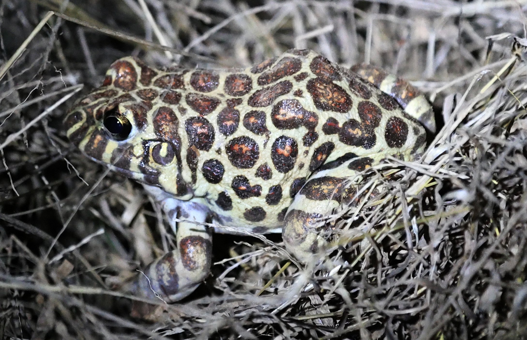 Santa Fe White-lipped or Coraline Frog (Leptodactylus laticeps) Agua Dulce Paraguay (3).jpg