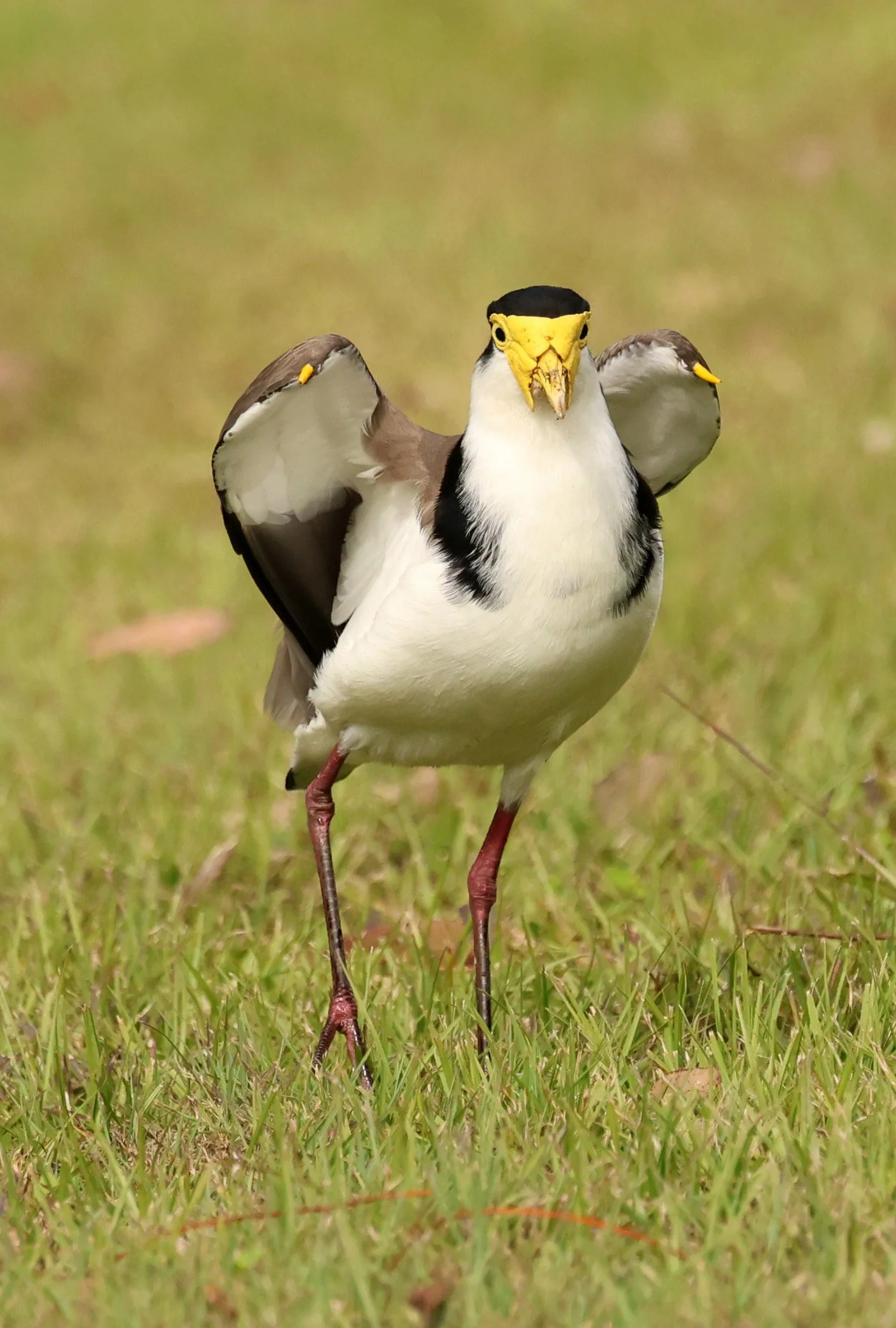 Masked Lapwing (Vanellus miles) Canungra near Lamington NP - Queensland (31).jpg