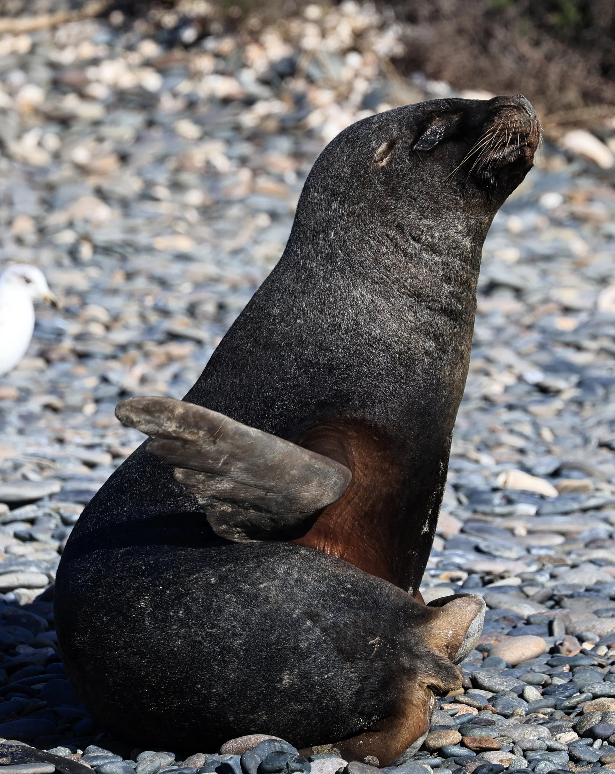 South American Sea Lion (Otaria flavescens) Puerto Rawson Argentina (36).jpg