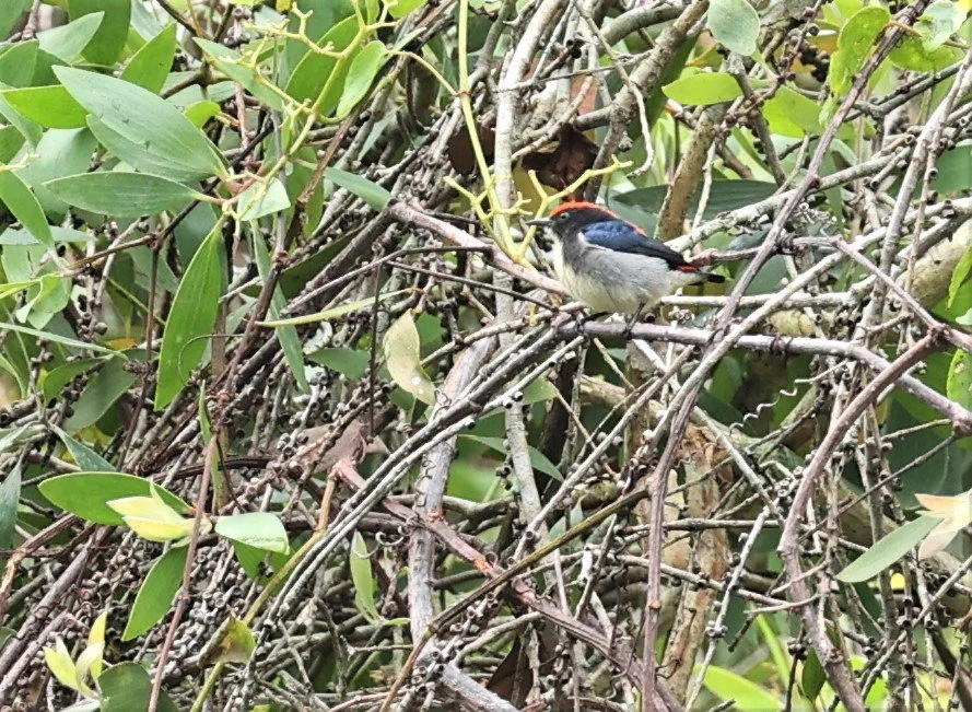 FLOWERPECKER - SCARLET-BACKED FLOWERPECKER - Dicaeum cruentatum - THALE NOI WETLANDS PATTHALUNG PROVINCE (1).jpg