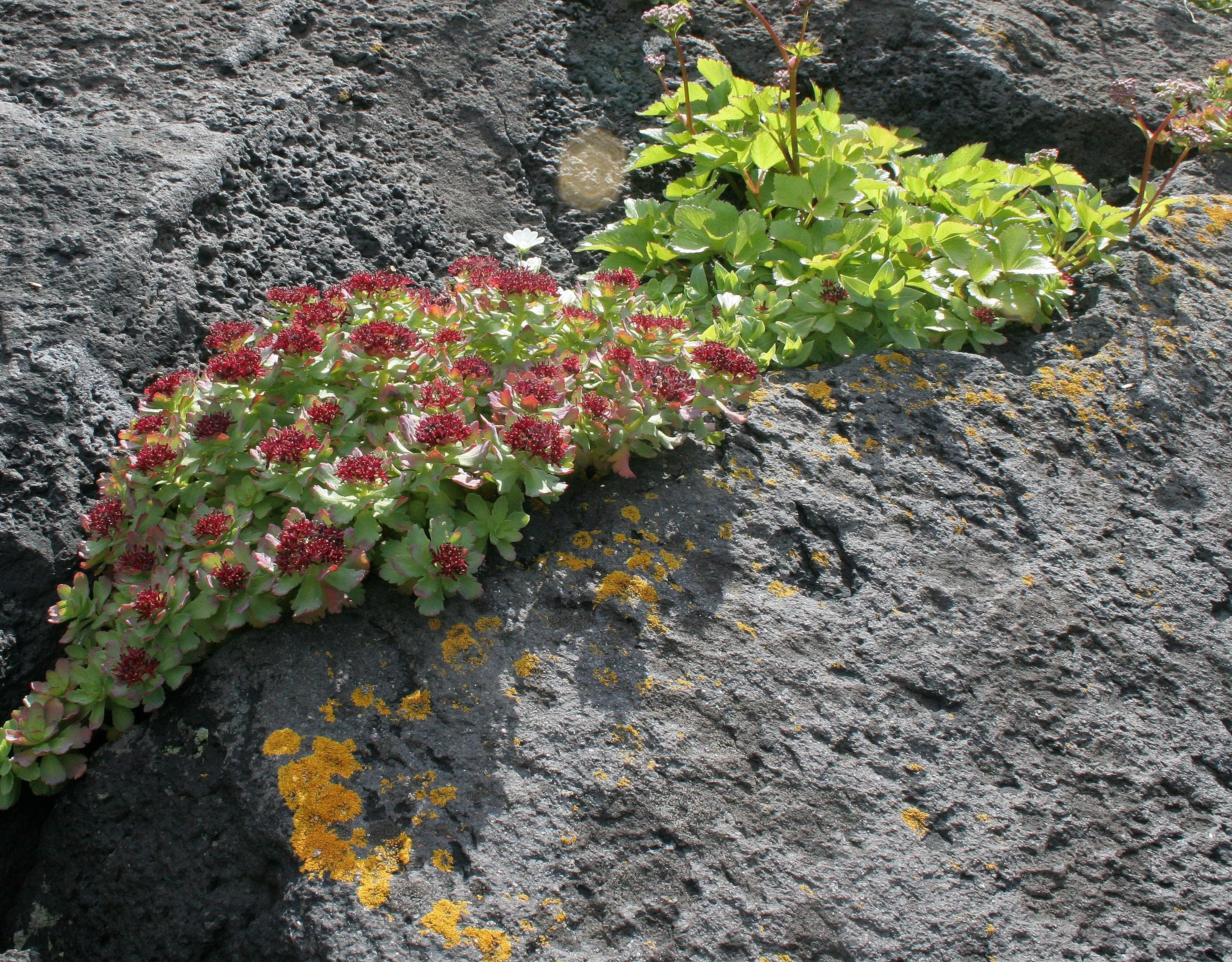 KURIL ISLANDS - FLORA  (95).jpg