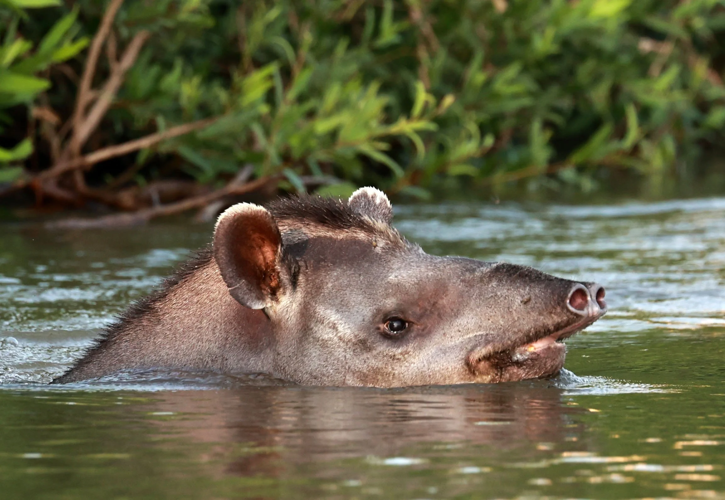 Tapirus terrestris - Brazilian or South American Tapir - Pantanal, Encontro das Águas State Park, Porto Jofre, Cuiaba River, Brazil (1).JPG
