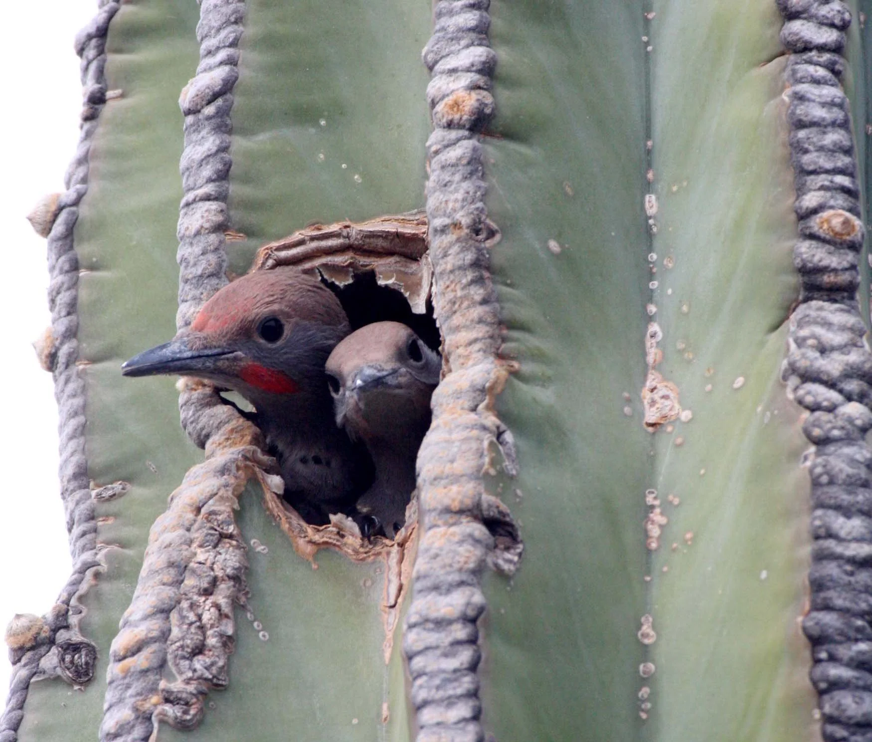 BIRD - WOODPECKER - FLICKER - GILDED FLICKER - COLAPTES CHRYSOIDES - SAN IGNACIO DESERT BAJA - IN CARDON CACTUS - MEXICO (22).JPG