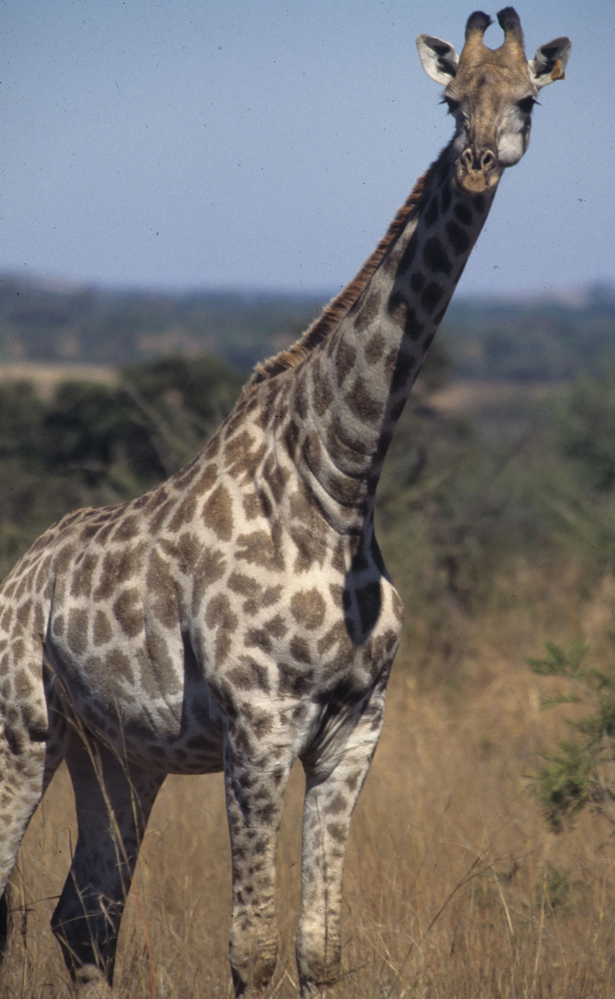 GIRAFFE-SOUTHERN - KRUGER 9.jpg