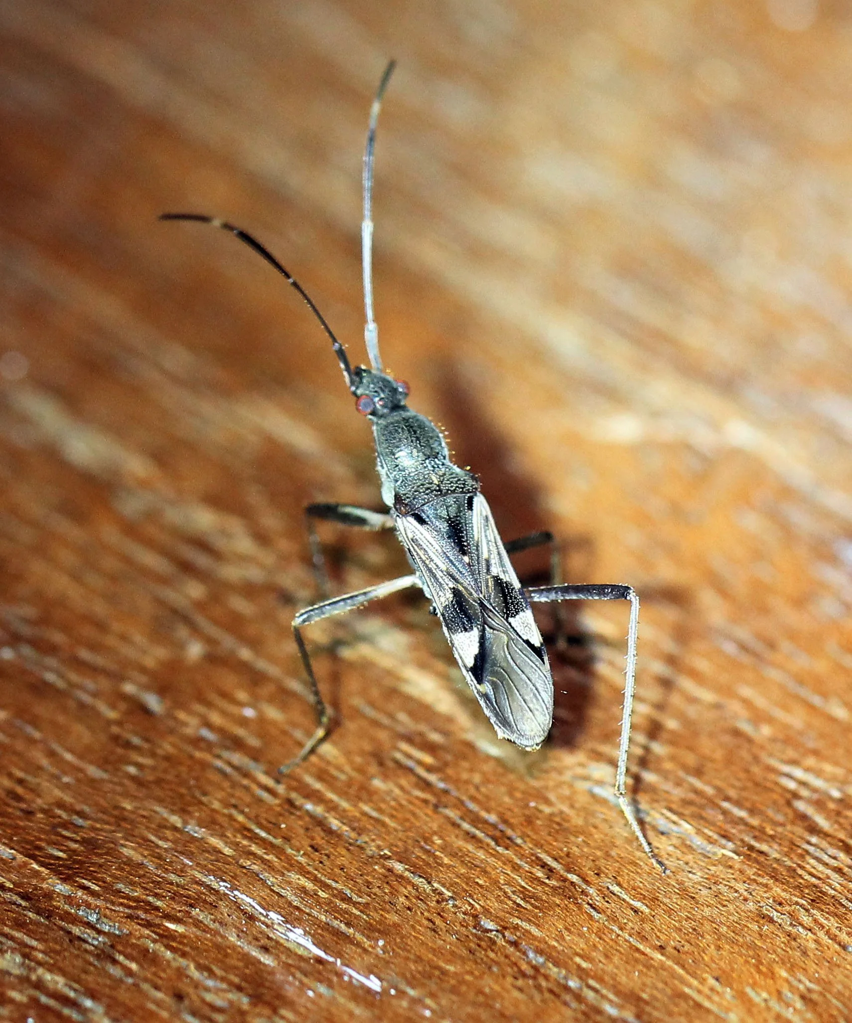 Metochus species - Koh Lanta, Thailand