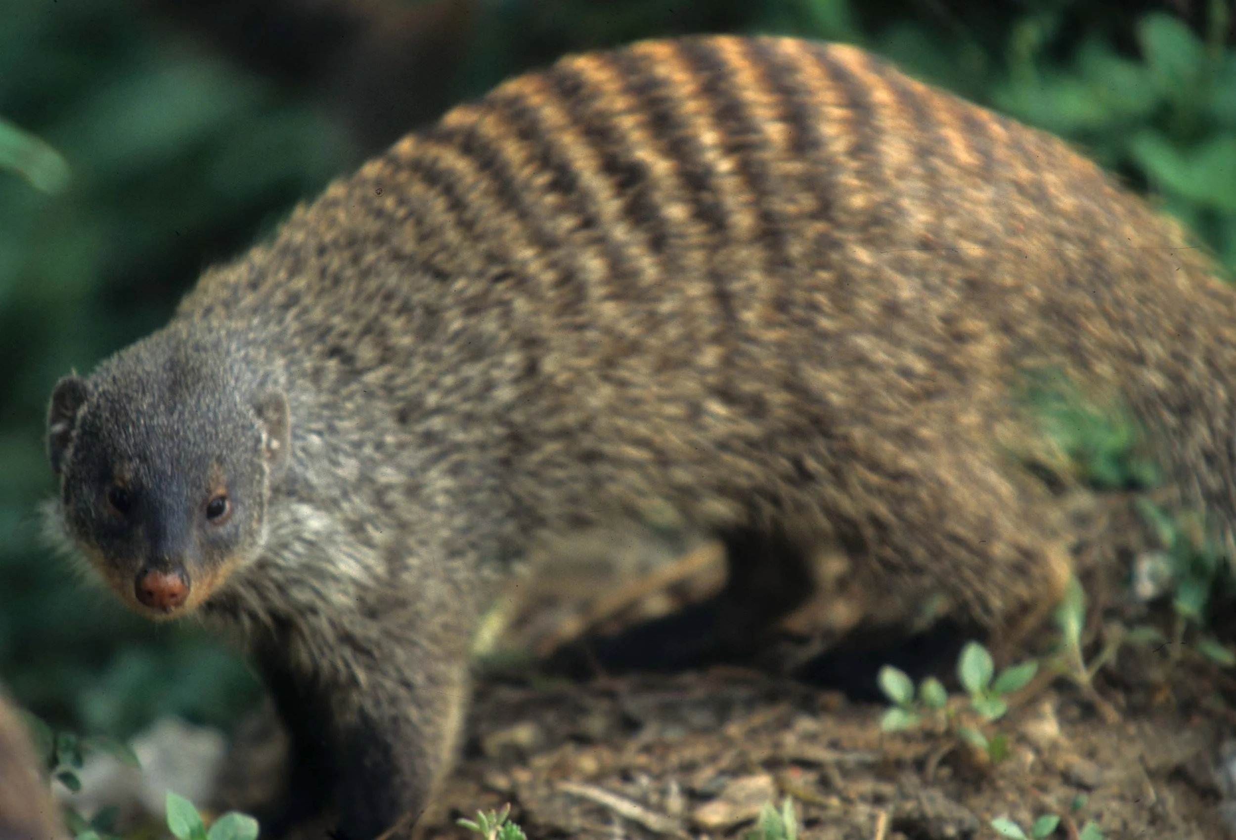 MUSTELLID - BANDED MONGOOSE - KRUGER (3).jpg