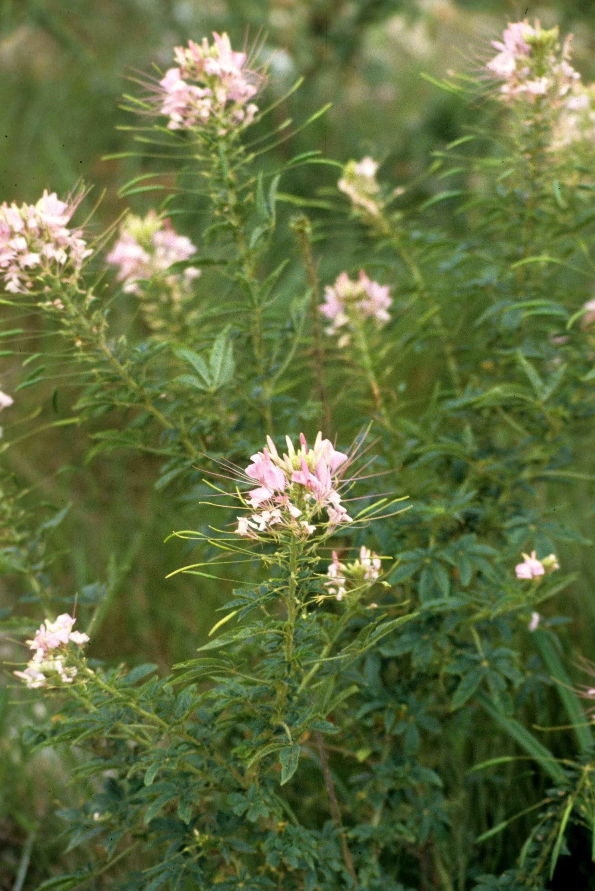 VIET NAM - PLANT SPECIES (2).jpg