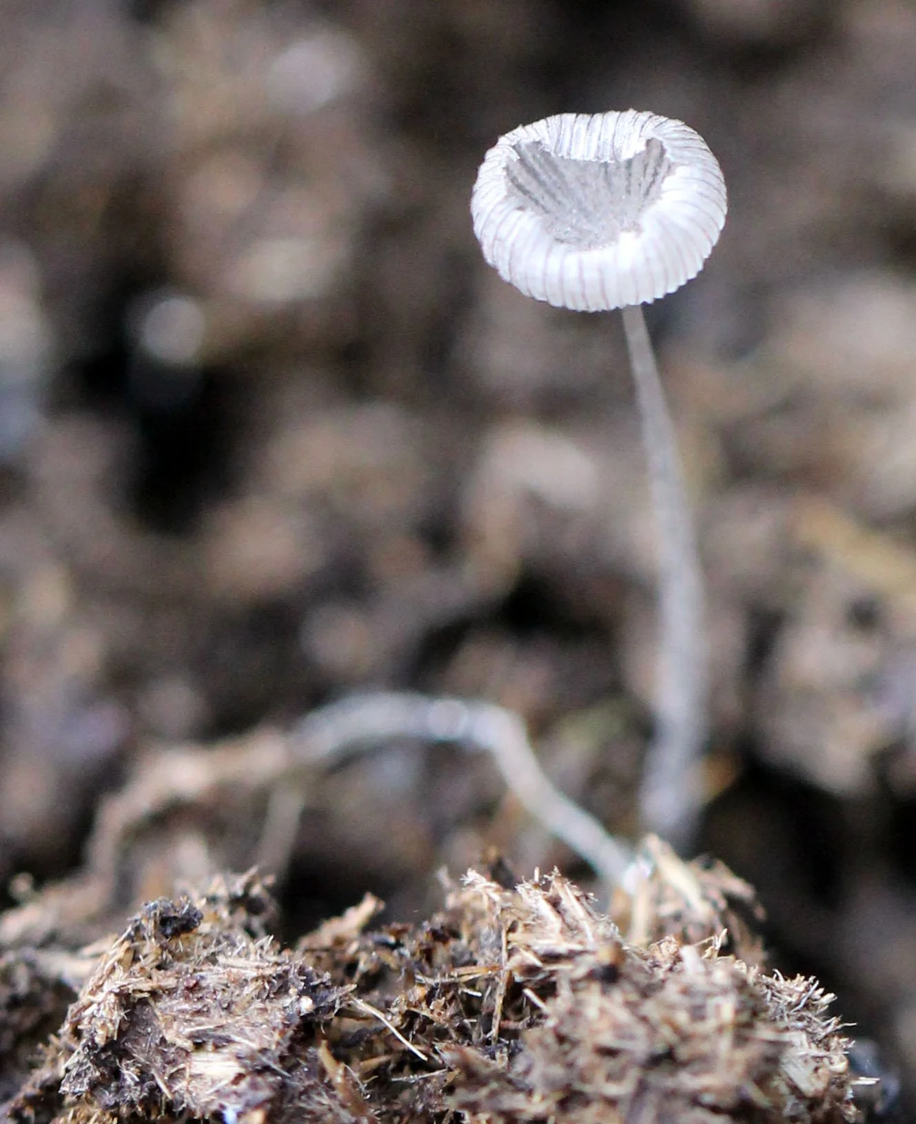 Pleated Inkcap Fungi 