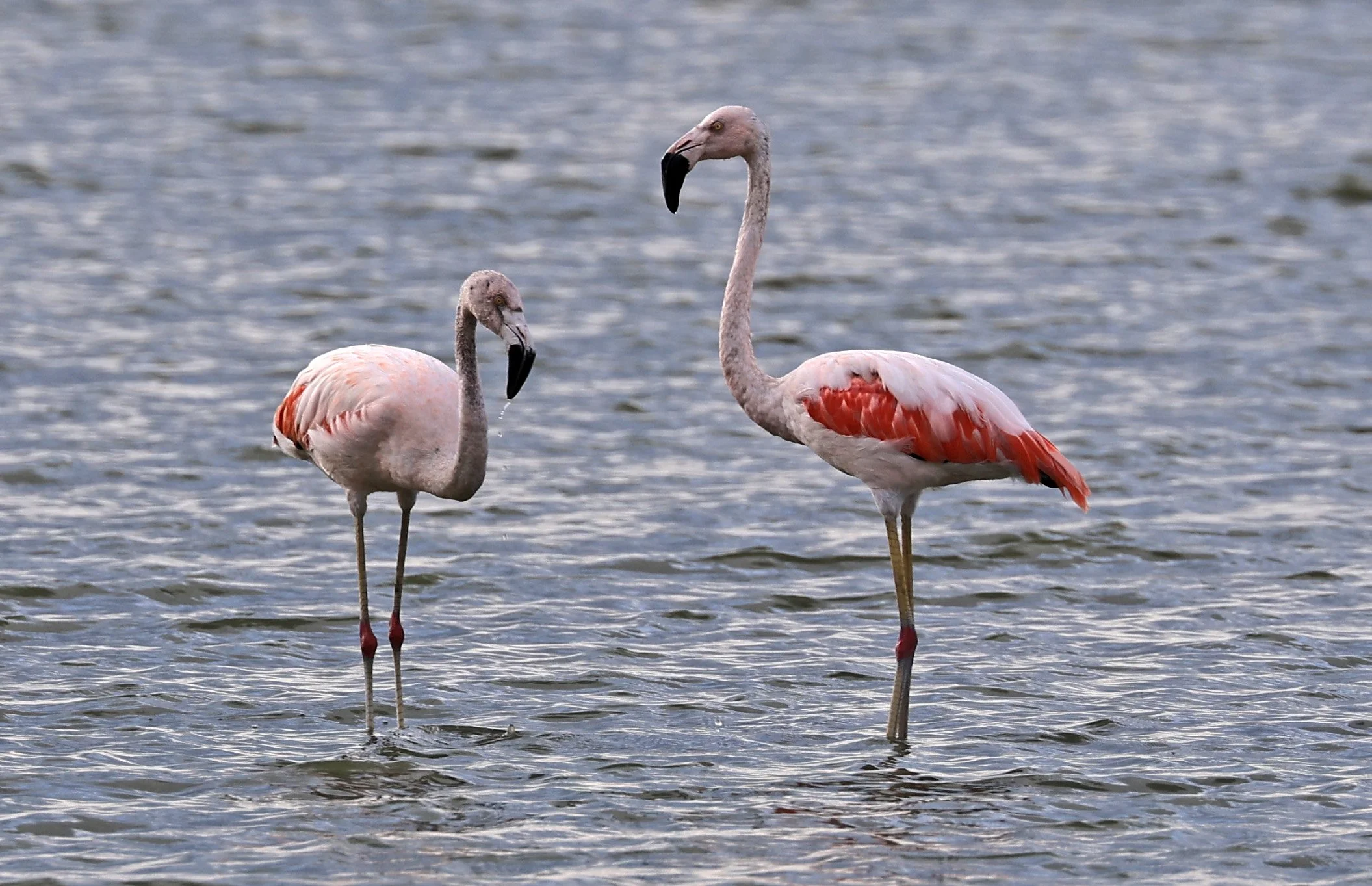 Chilean Flamingo (Phoenicopterus chilensis) Chaco Lodge & Laguna Salada Paraguay (21).jpg