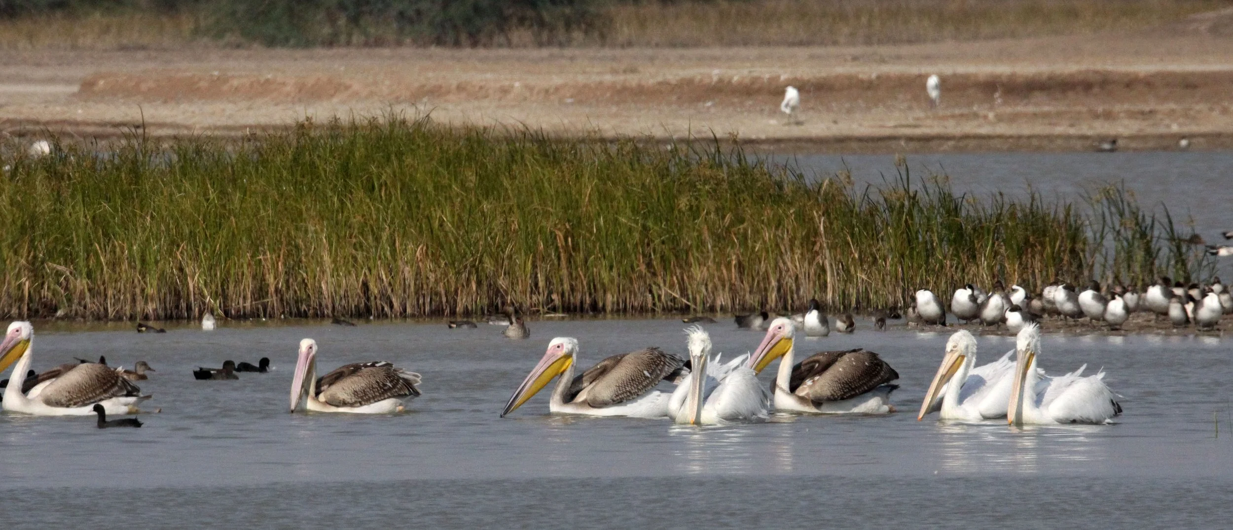 Pelecanus onocrotalus - GREAT WHITE PELICAN - BLACKBUCK NATIONAL PARK VELEVADAR INDIA (39).JPG