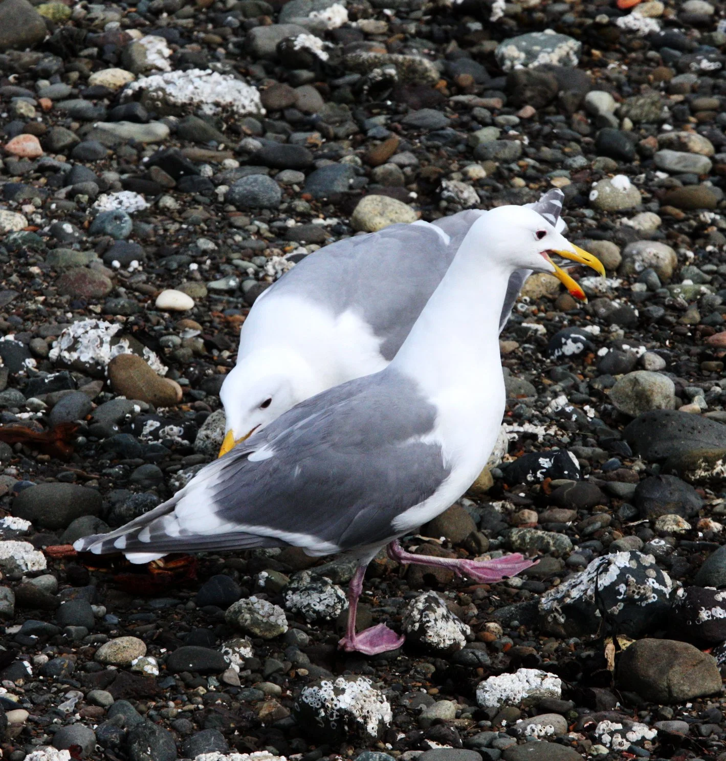 BIRD - GULL - GLAUCOUS WINGED GULL - PA HARBOR.JPG