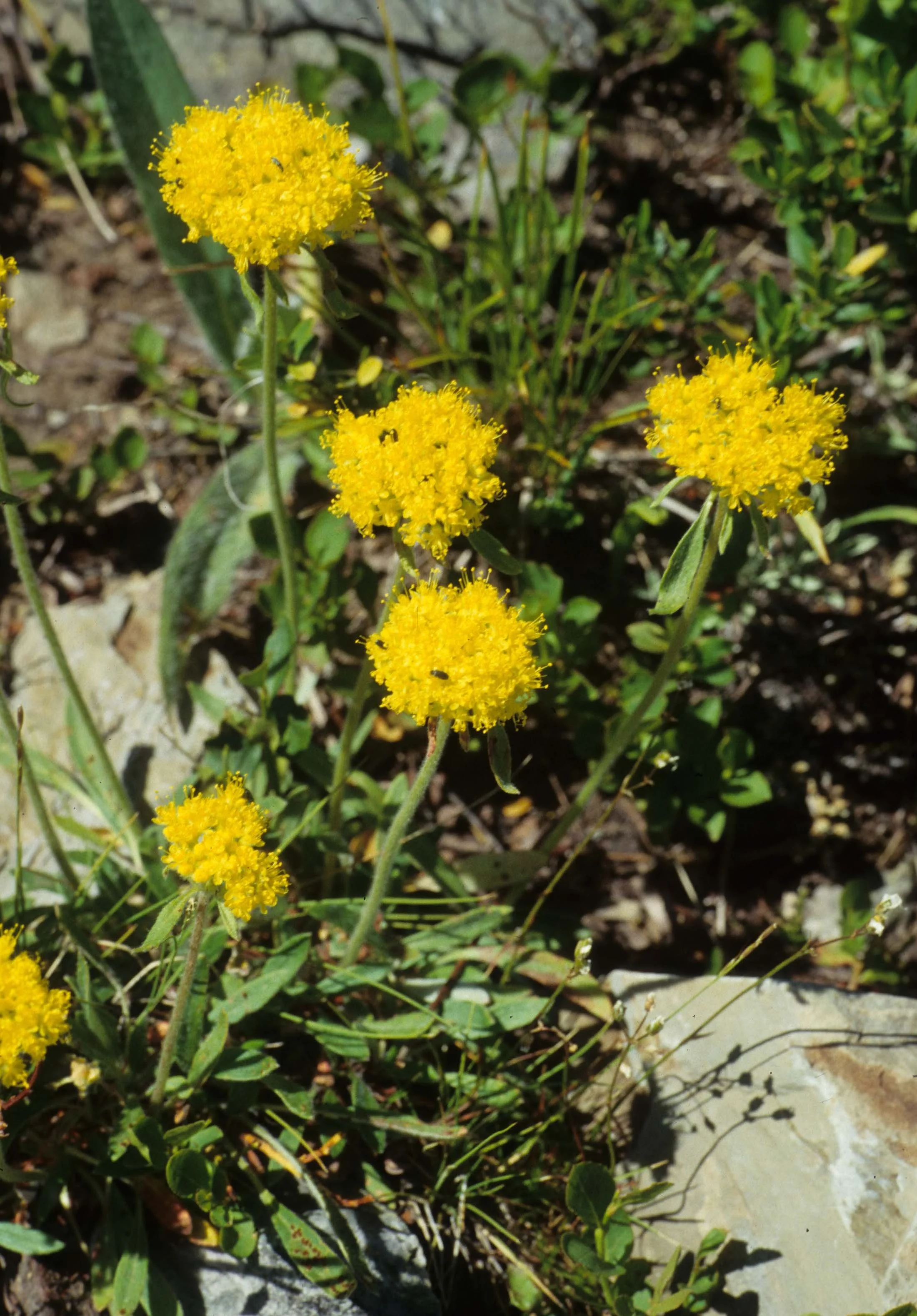 MONTANA - GLACIER - ASTERACEAE SPECIES (7).jpg