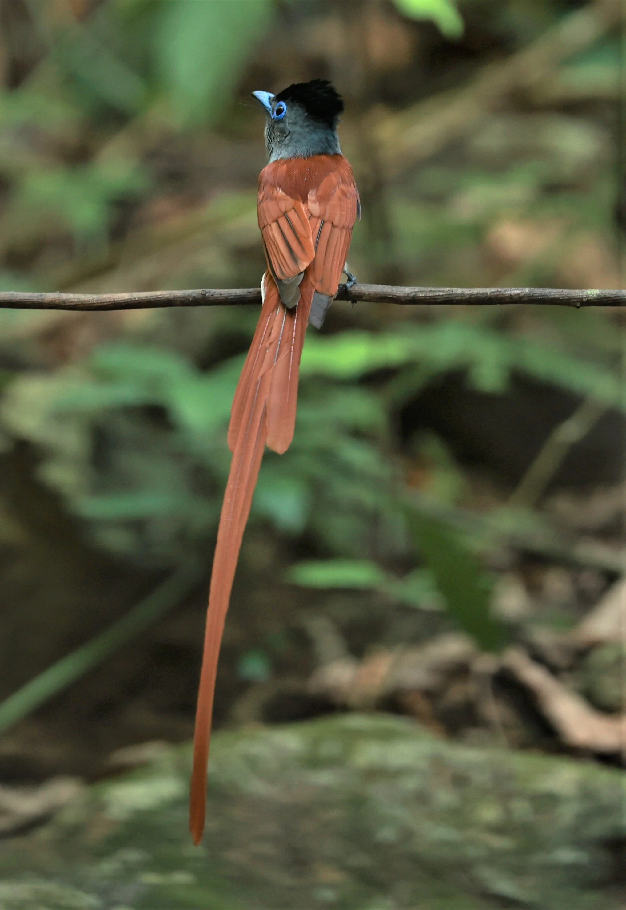 PARADISE-FLYCATCHER - BLYTH'S PARADISE-FLYCATCHER - Terpsiphone affinis - KRUNG CHING, KHAO LUANG NATIONAL PARK, THAILAND APRIL 2023 (94).jpg