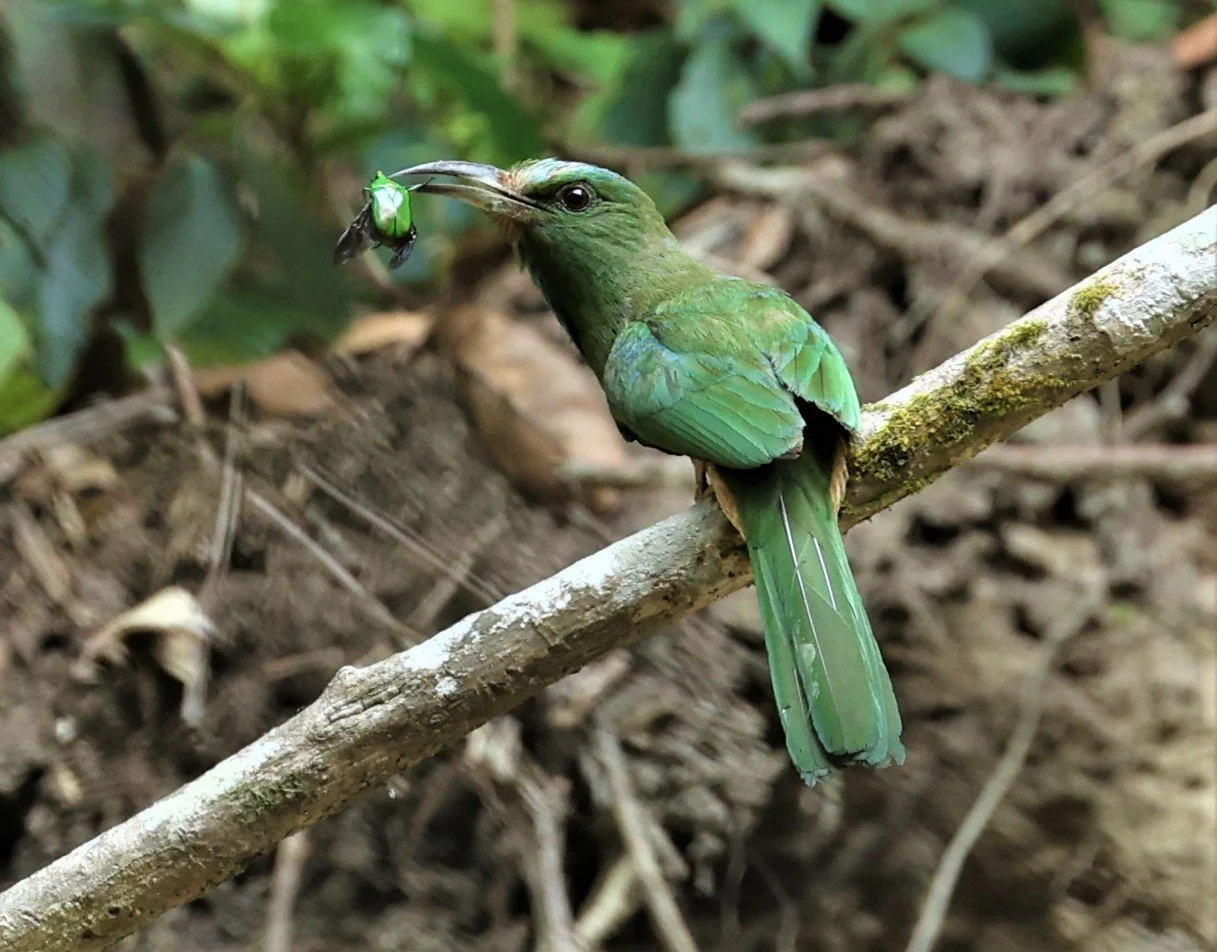 BEE-EATER - BLUE-BEARDED BEE-EATER - Nyctyornis amictus - CHONG YEN CAMPSITE MAE WONG NP MAY 1 2022 (4).jpg
