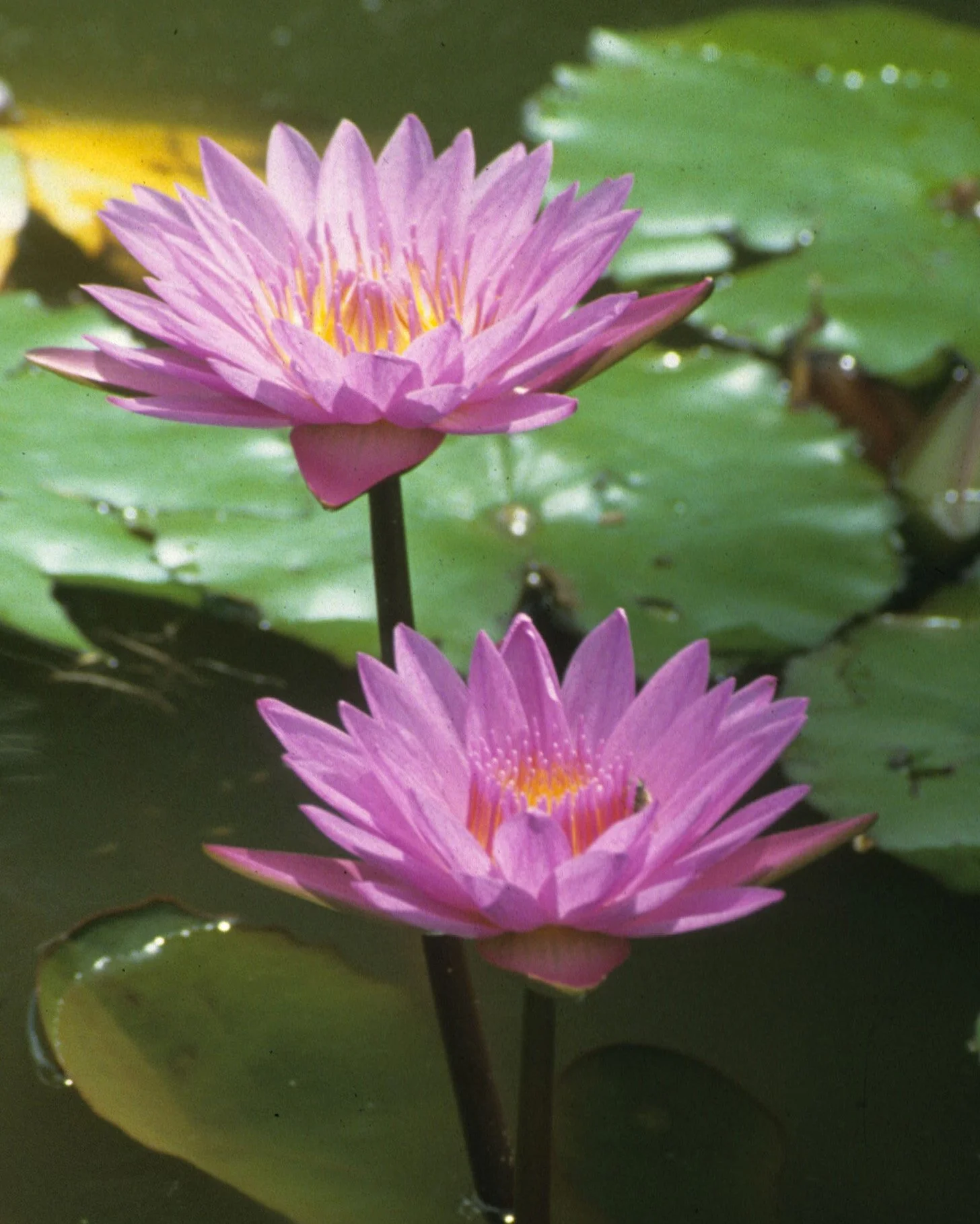 HAWAII - WATER LILY A.jpg