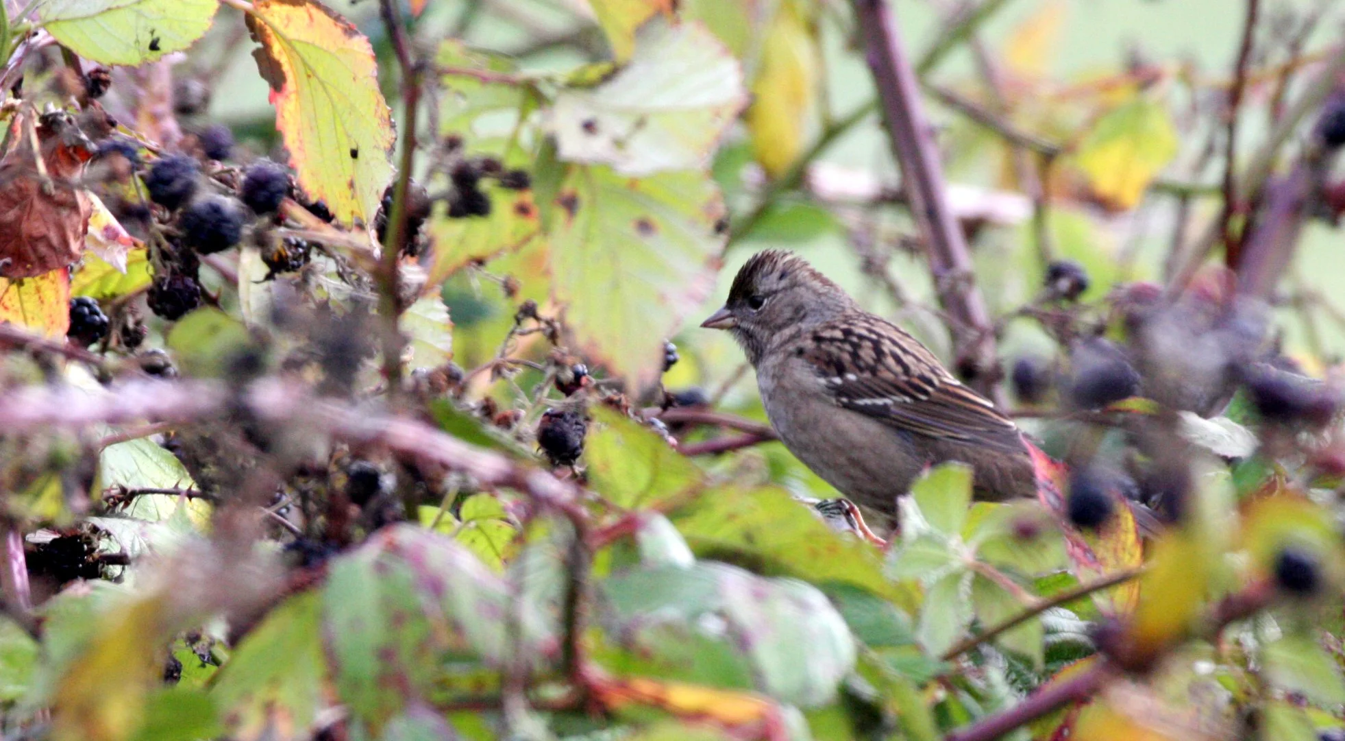 BIRD - SPARROW - WHITE-THROATED SPARROW - JAMESTOWN WA.JPG