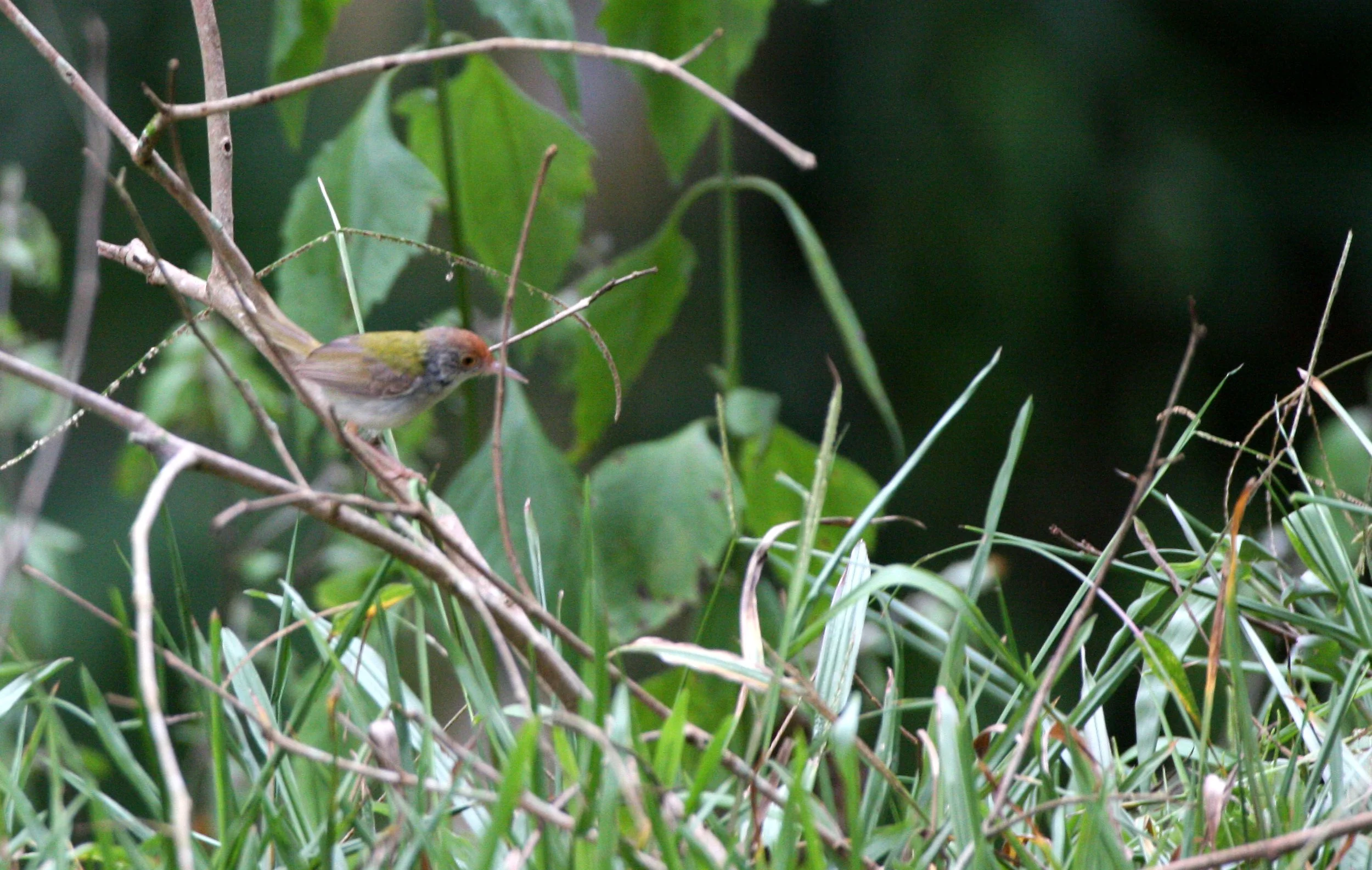 BIRD - TAILORBIRD - DARK-NECKED TAILORBIRD - KAENG KRACHAN NP THAILAND.JPG